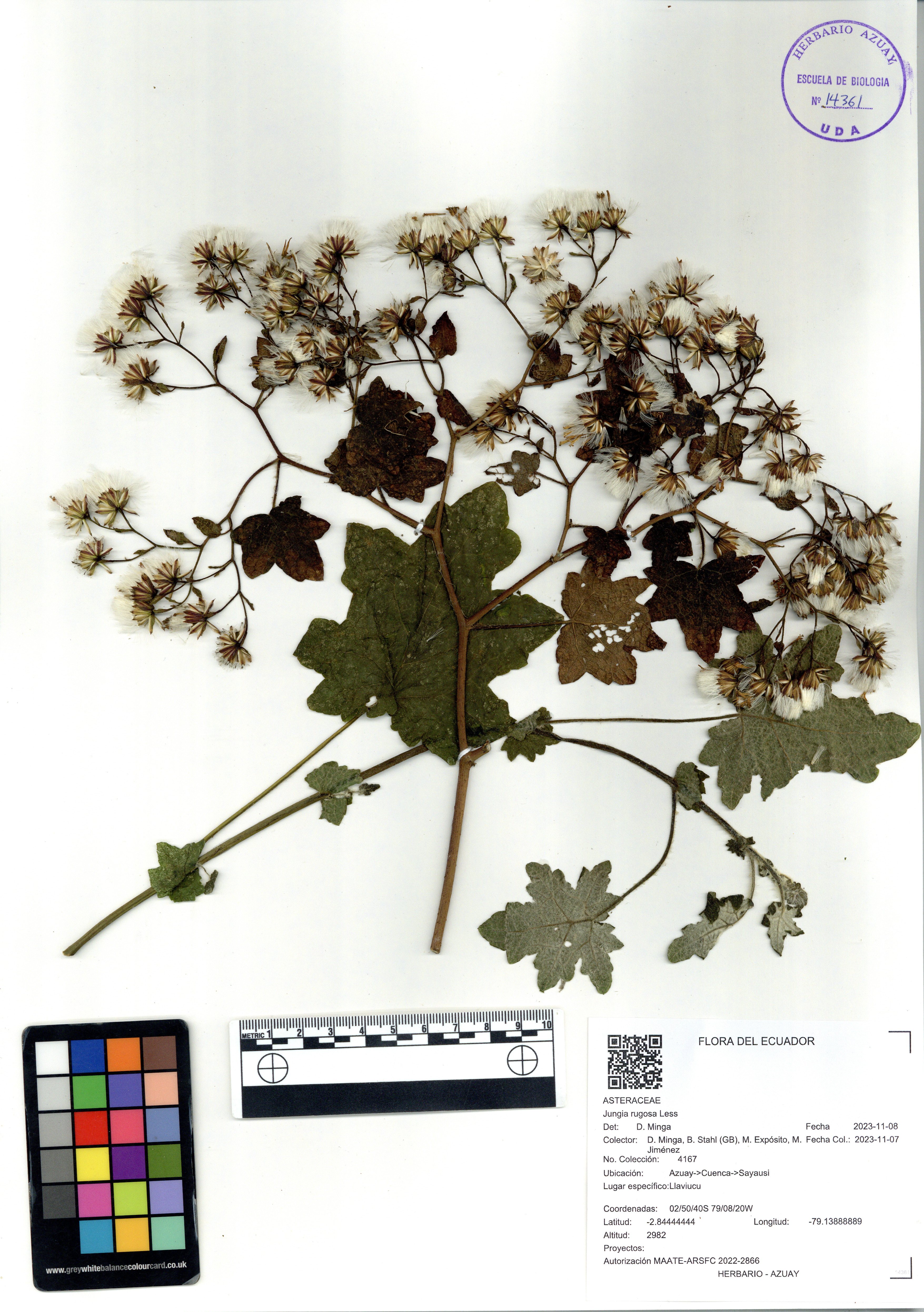 Jungia rugosa Less