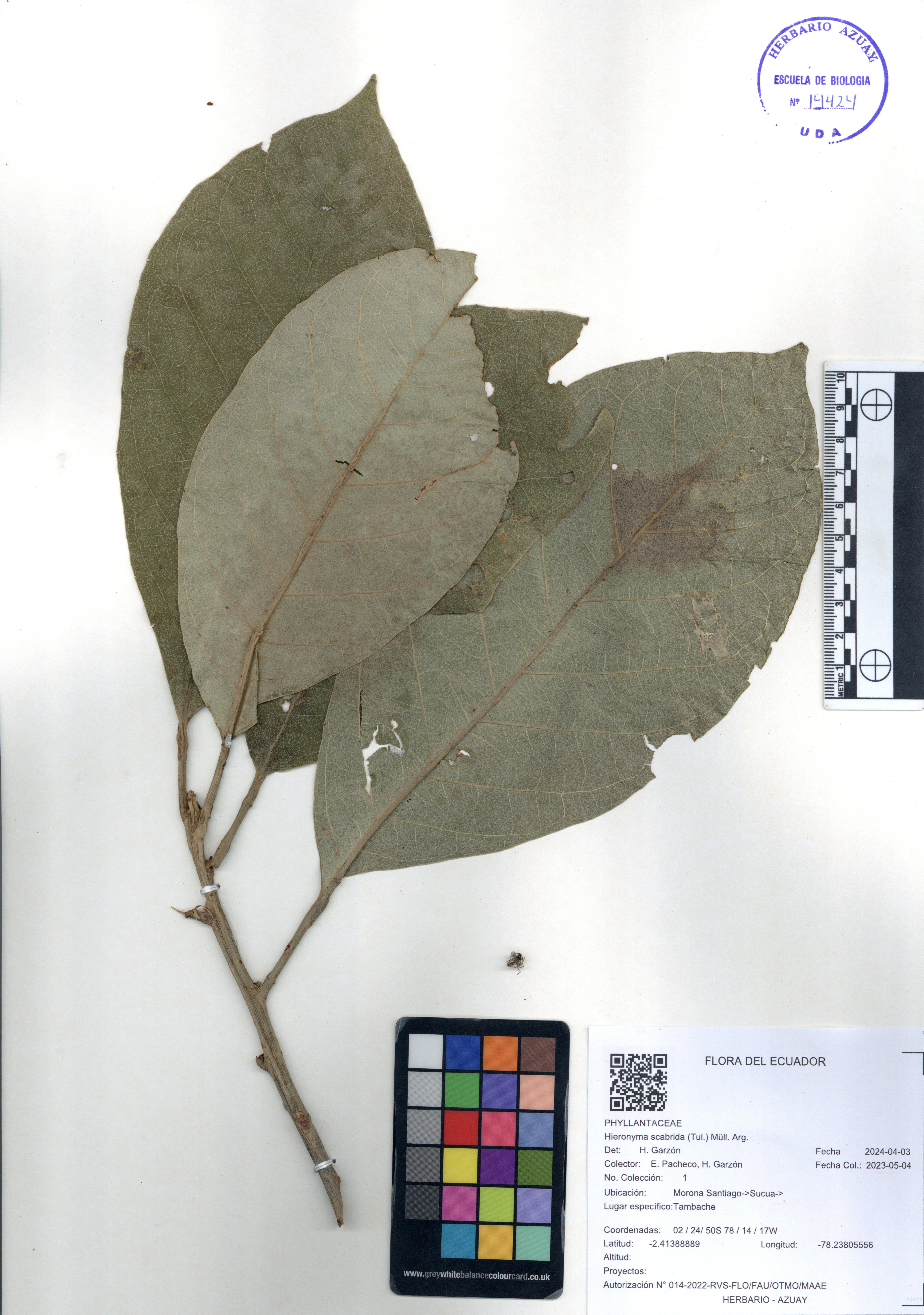 Hieronyma scabrida (Tul.) Müll. Arg.
