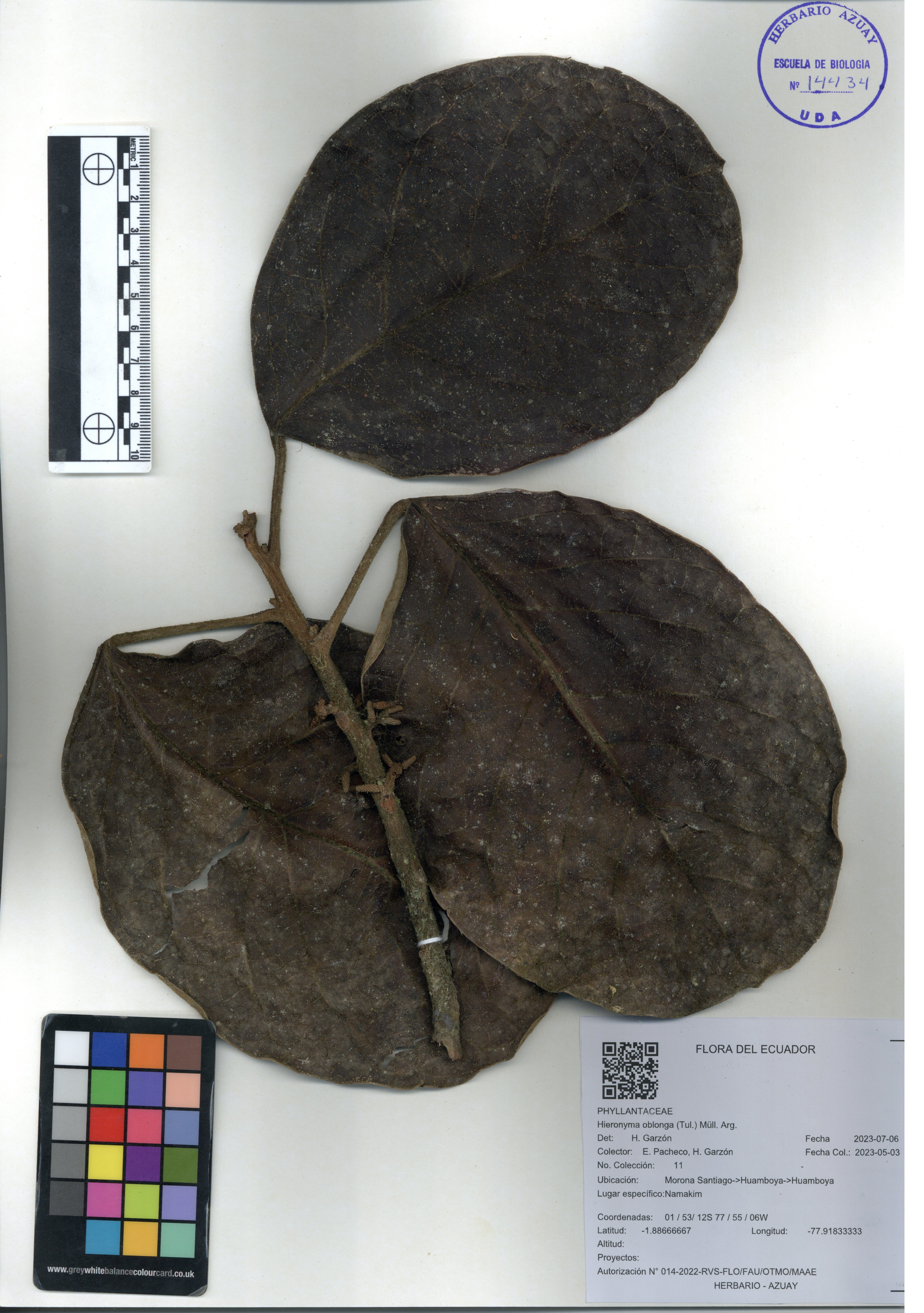 Hieronyma oblonga (Tul.) Müll. Arg.