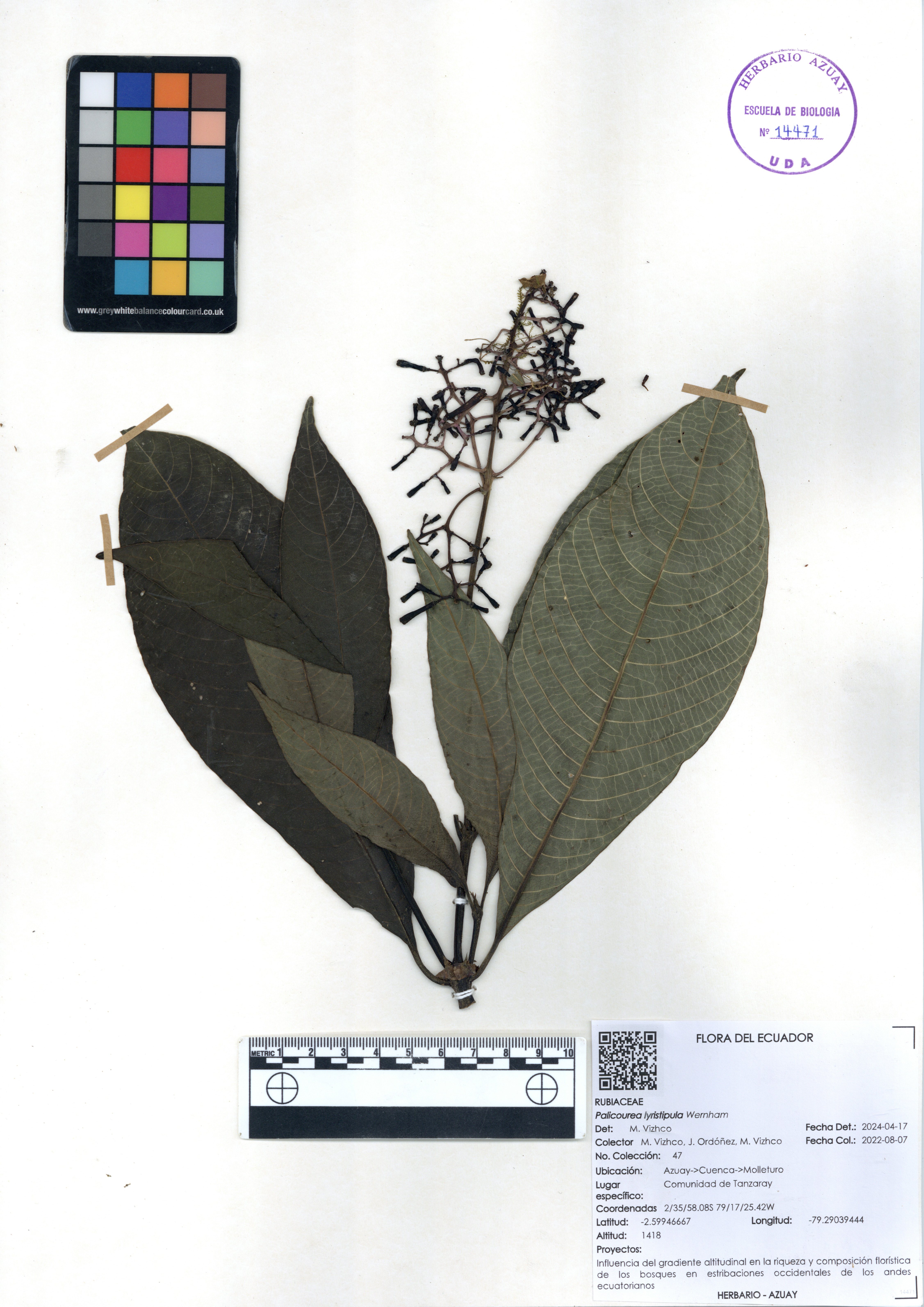 Palicourea lyristipula  Wernham