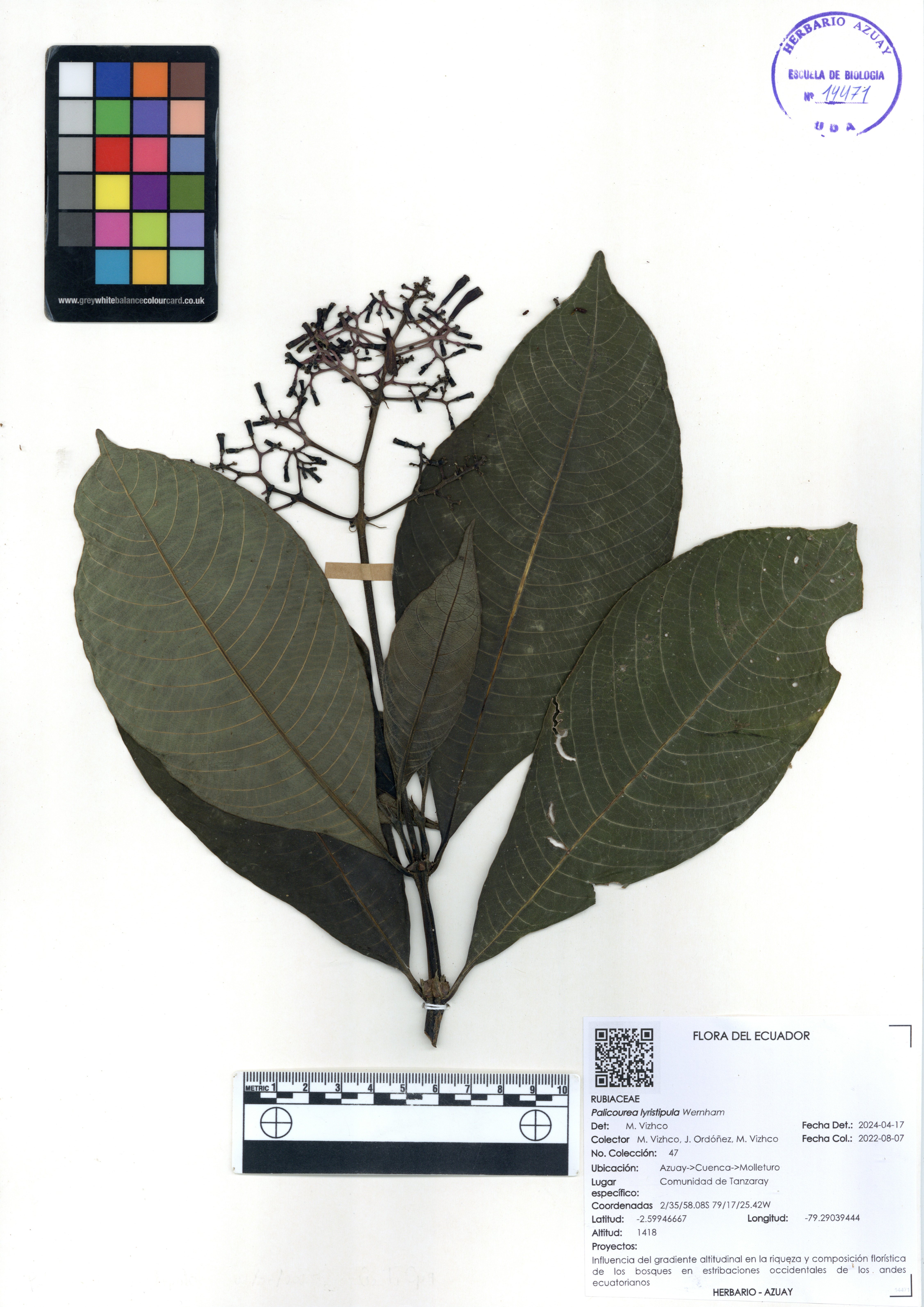 Palicourea lyristipula  Wernham