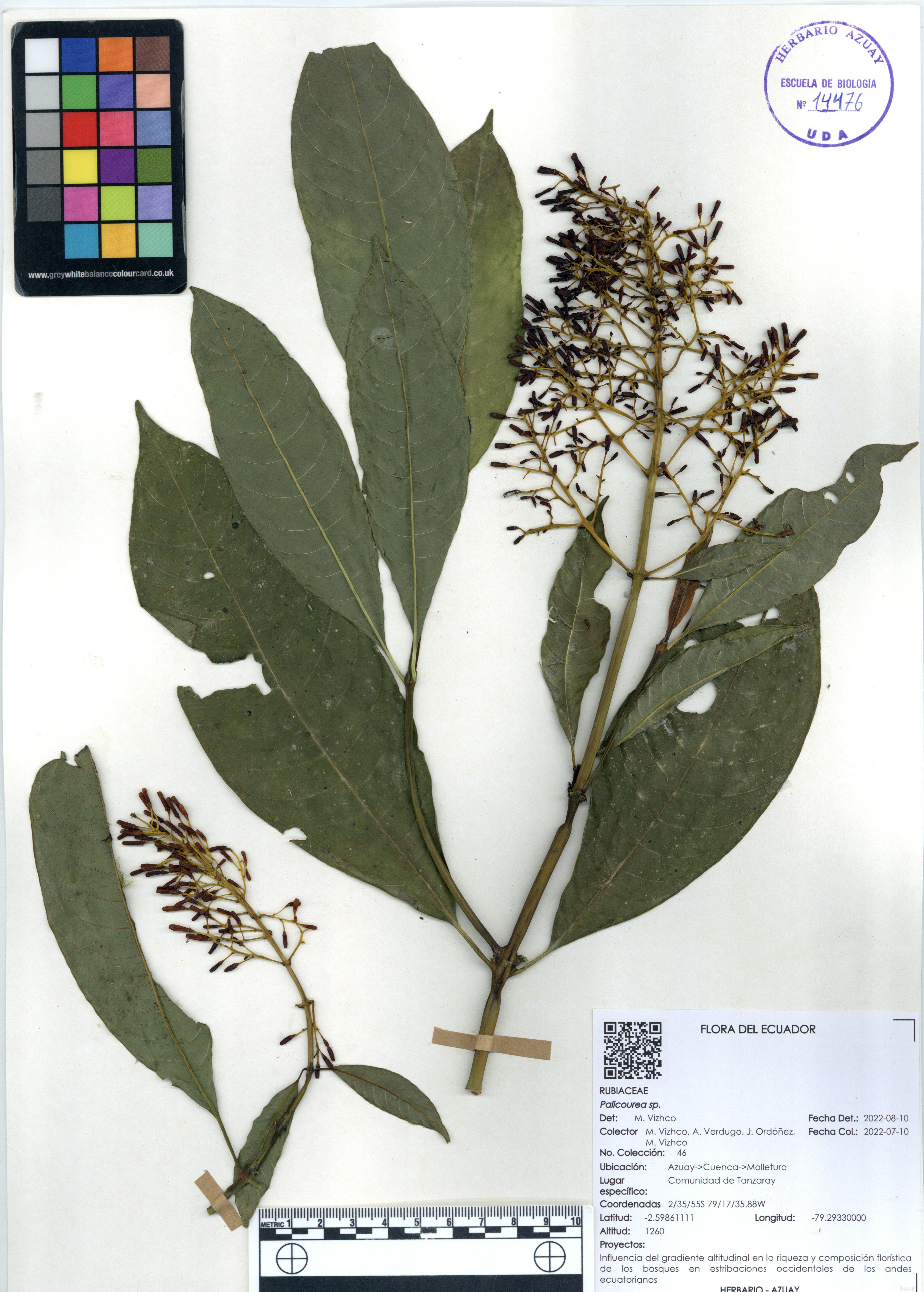 Palicourea sp. SIN DETERMINAR