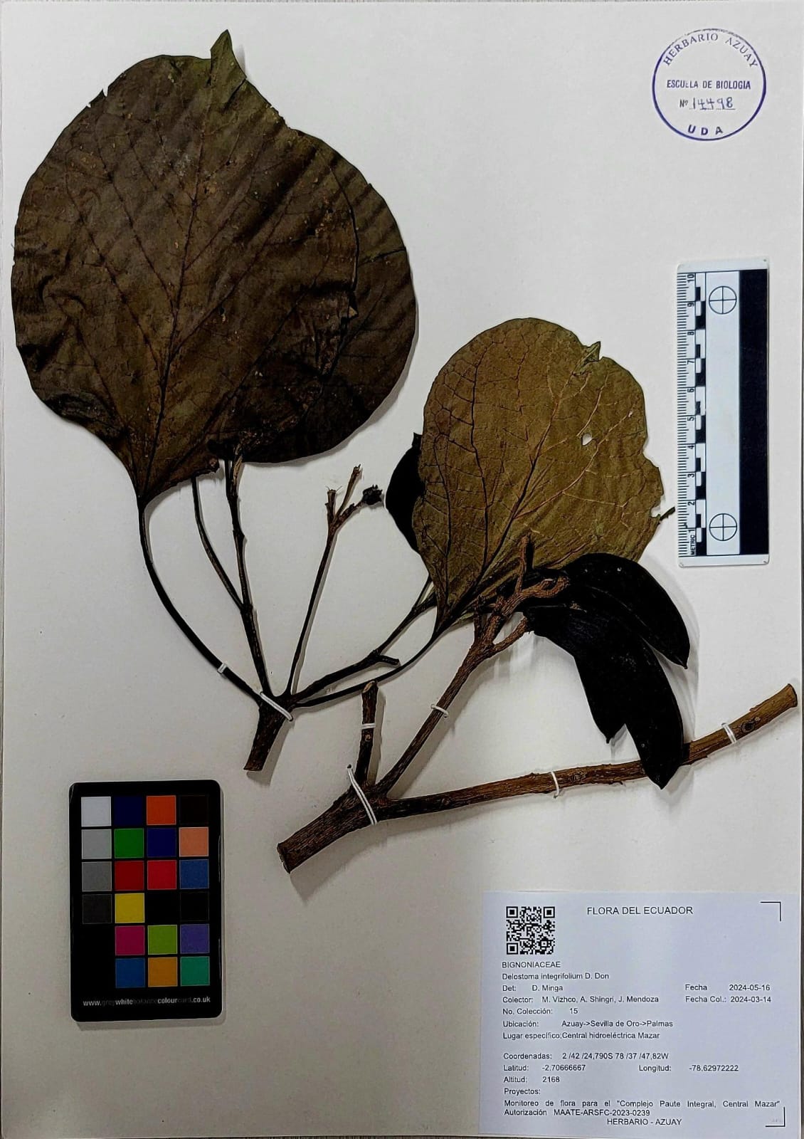 Delostoma integrifolium D. Don