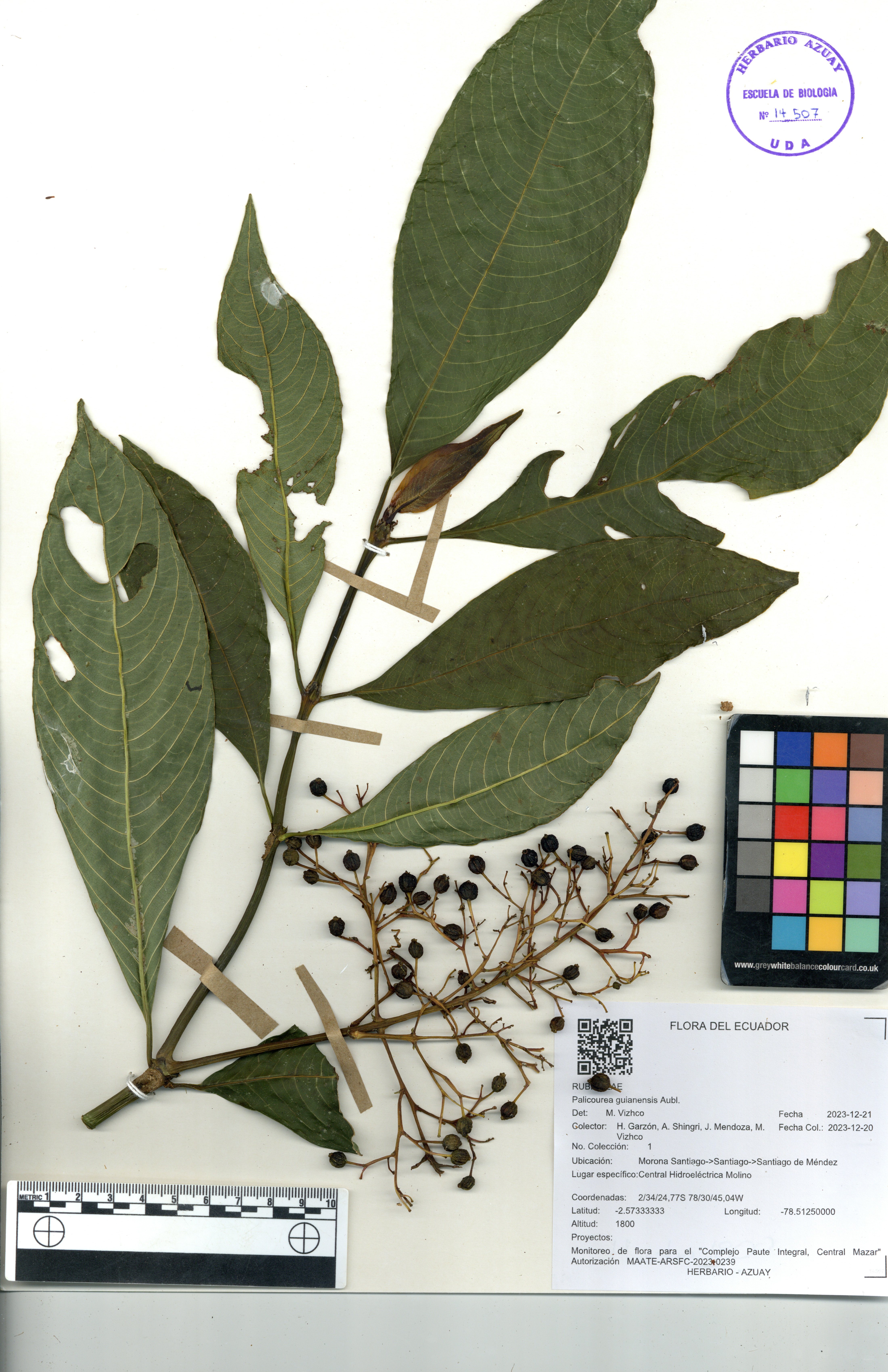 Palicourea guianensis Aubl.