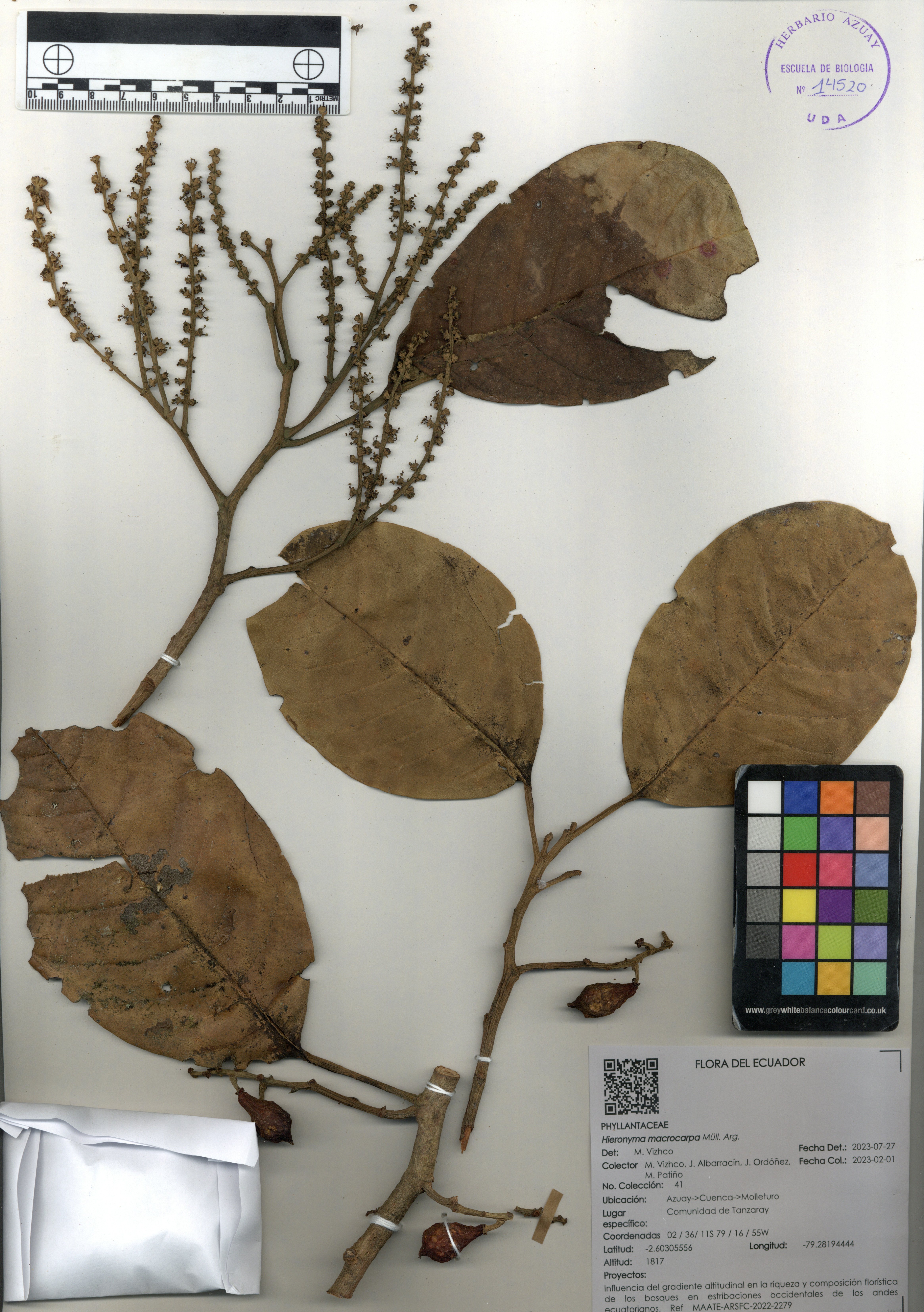 Hieronyma macrocarpa Müll. Arg.