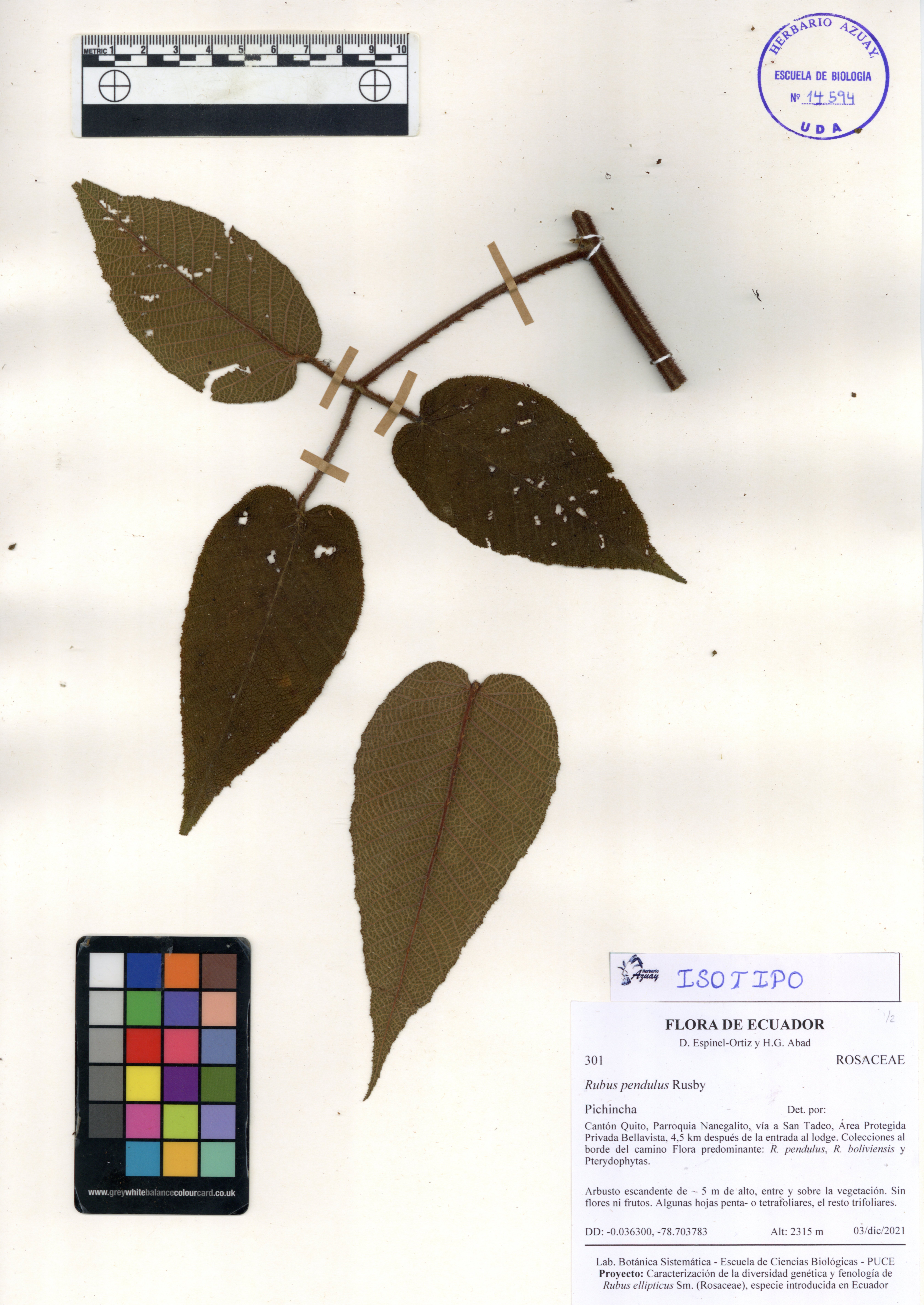 Rubus pendulus	 Rusby