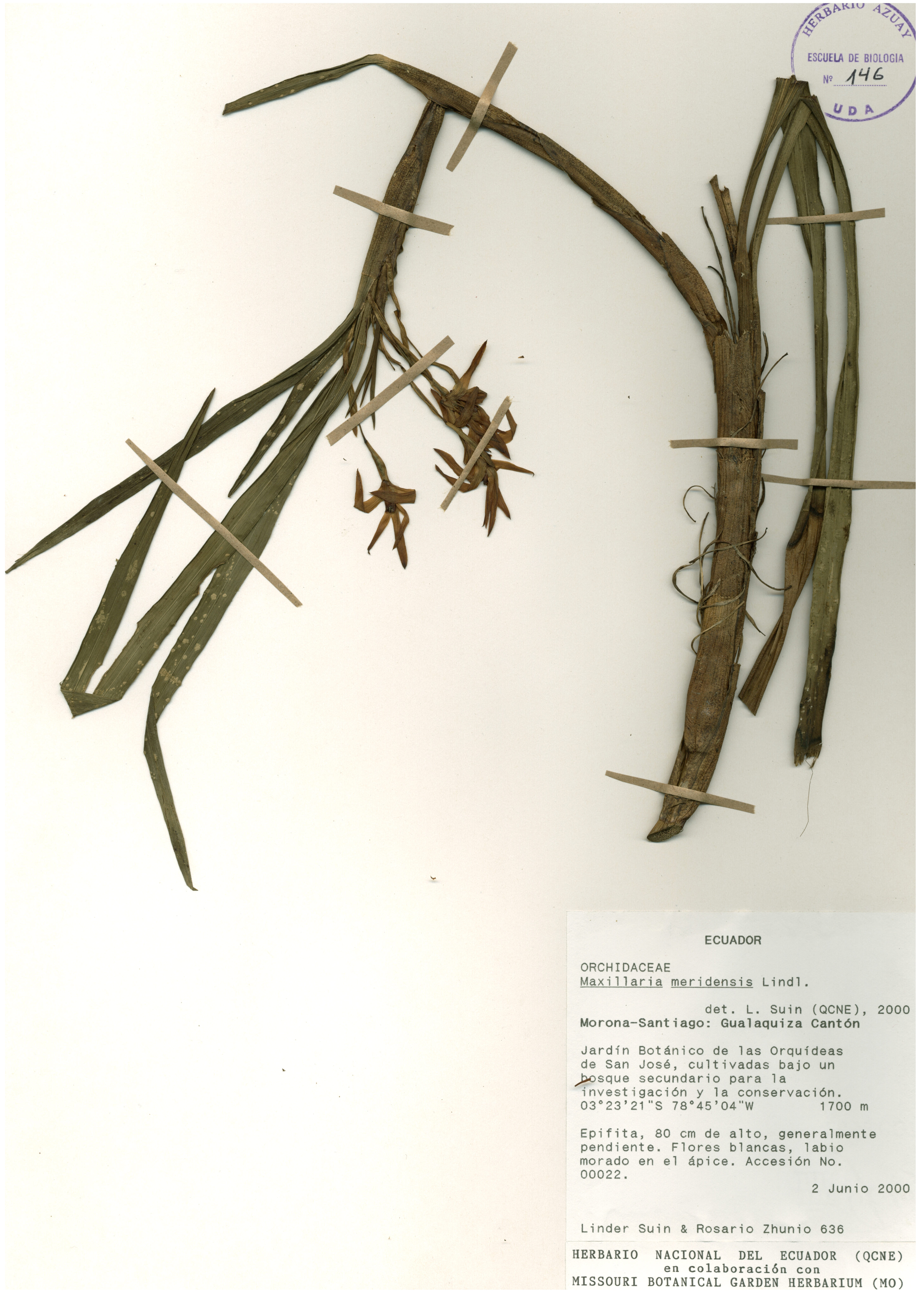 Maxillaria meridensis Lindl.