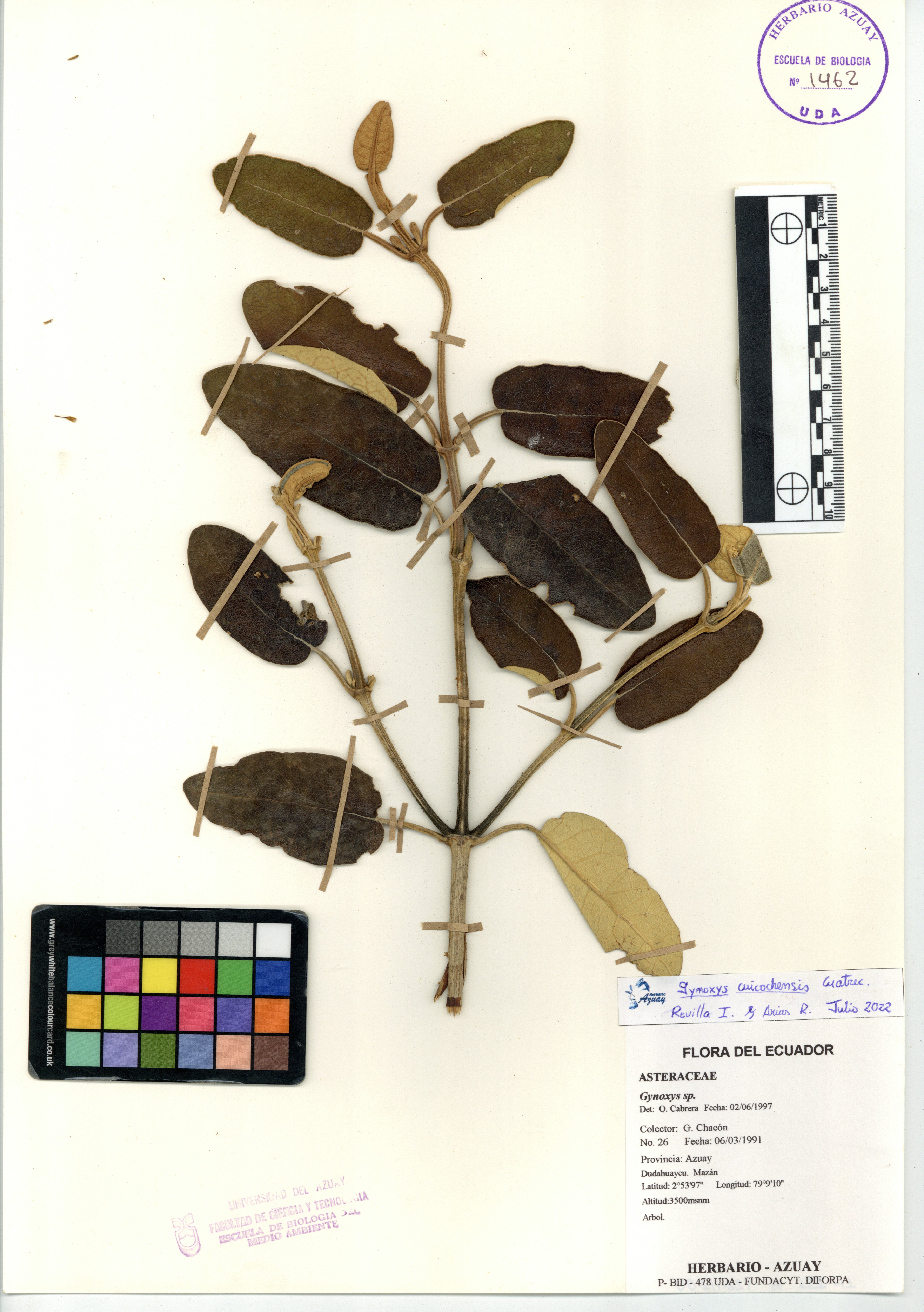 Gynoxys cuicochensis Cuatrec.