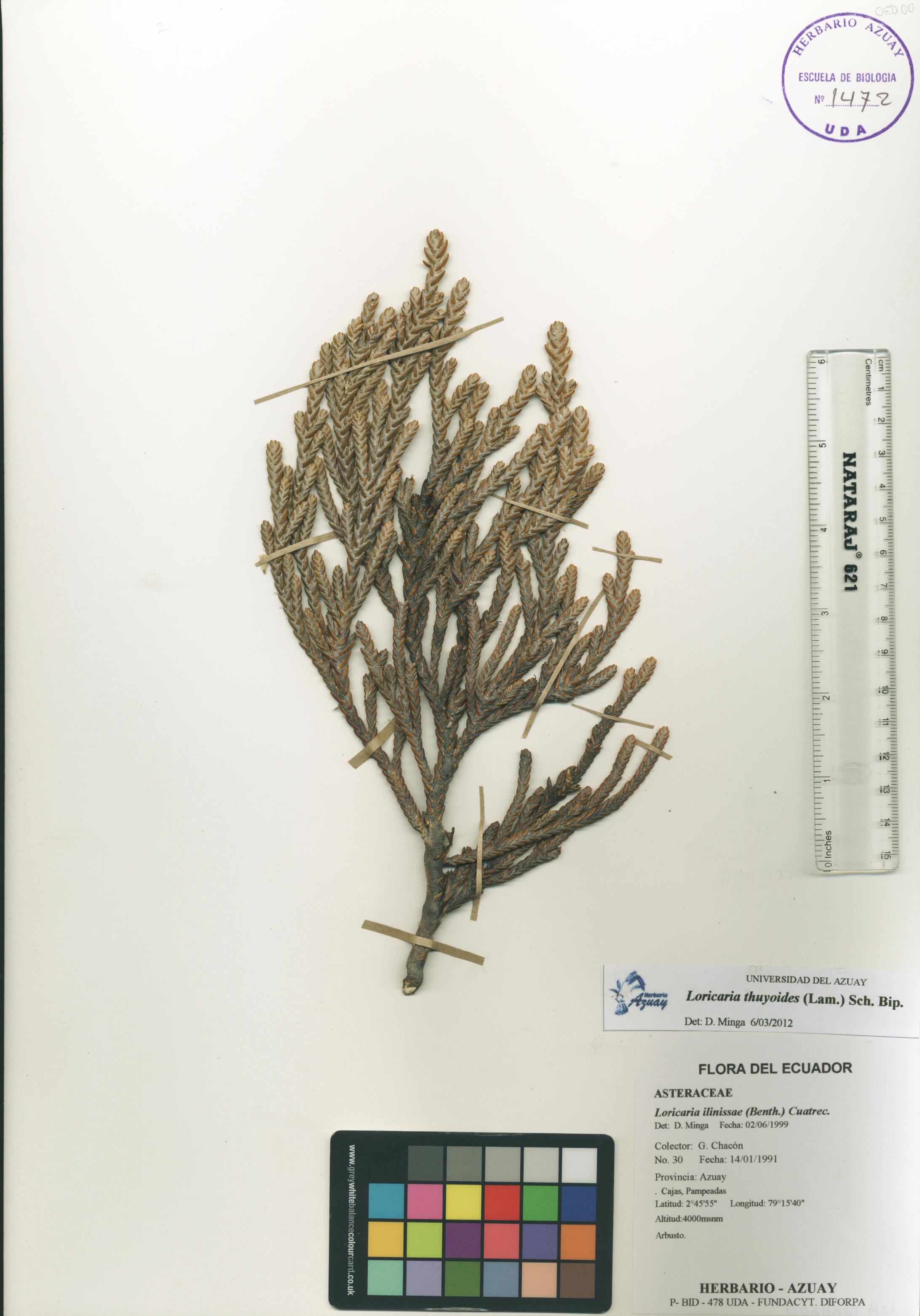 Loricaria thuyoides (Lam.) Sch. Bip.