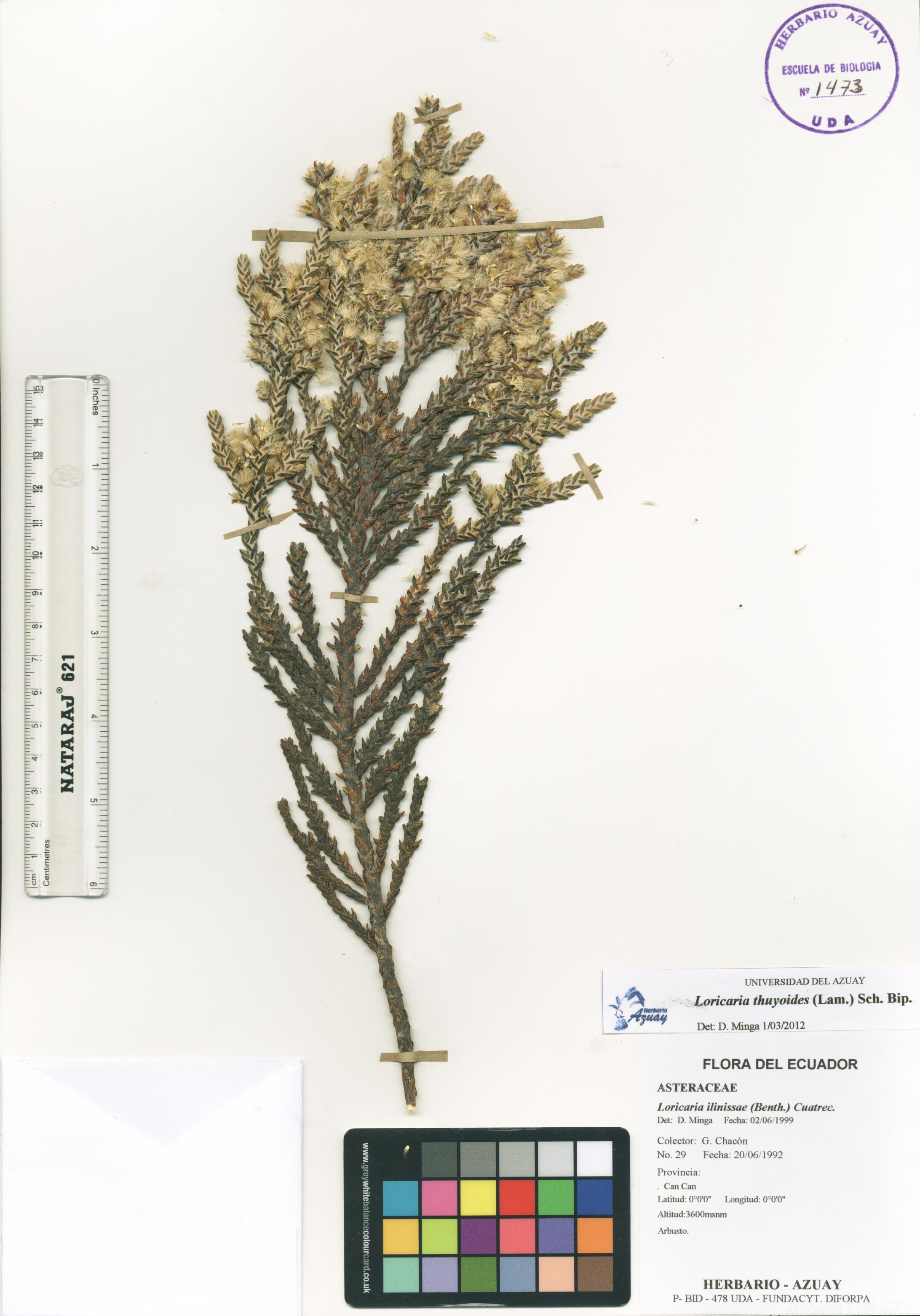 Loricaria thuyoides (Lam.) Sch. Bip.