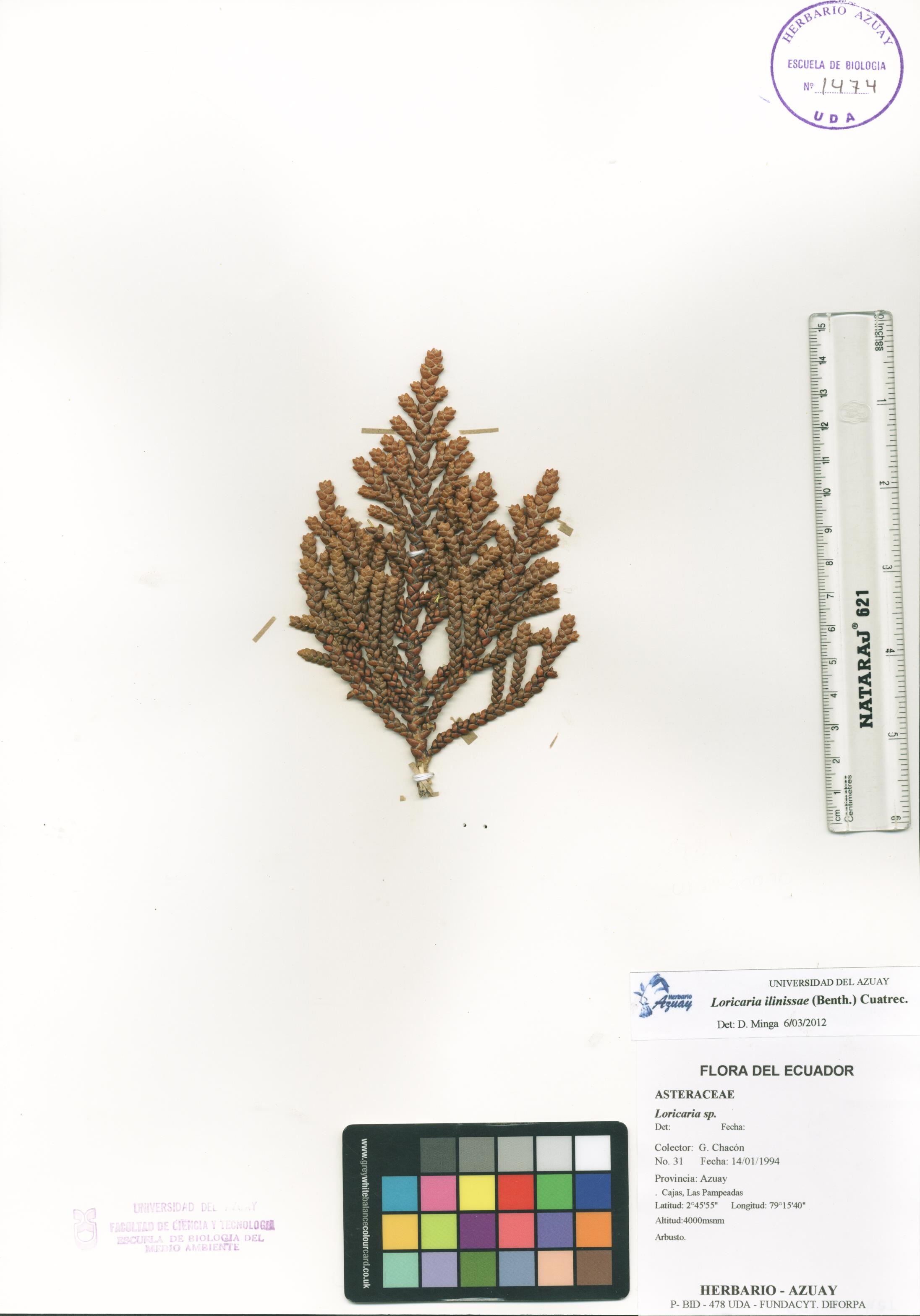 Loricaria ilinissae (Benth.) Cuatrec.