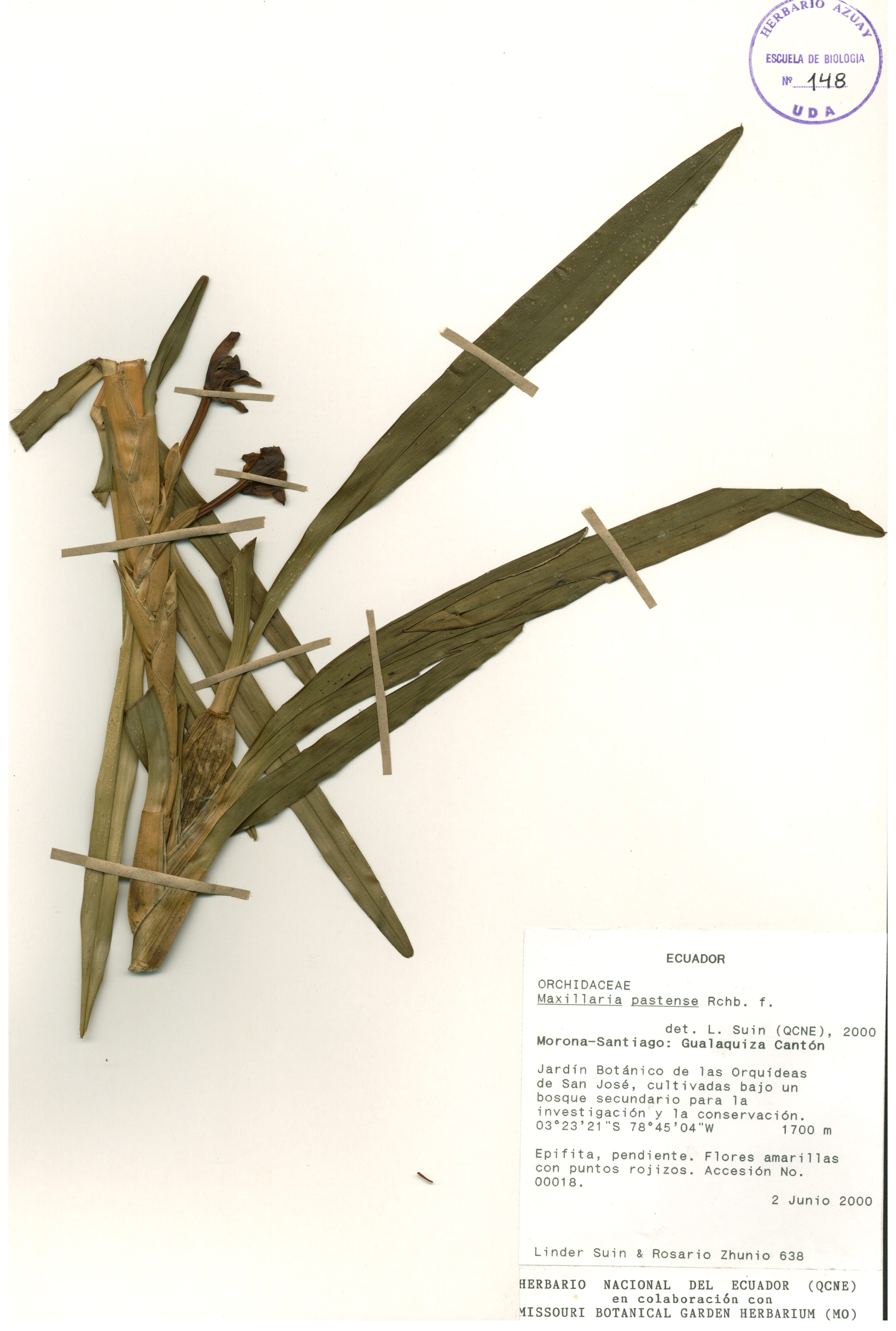 Maxillaria pastensis Rchb.f.