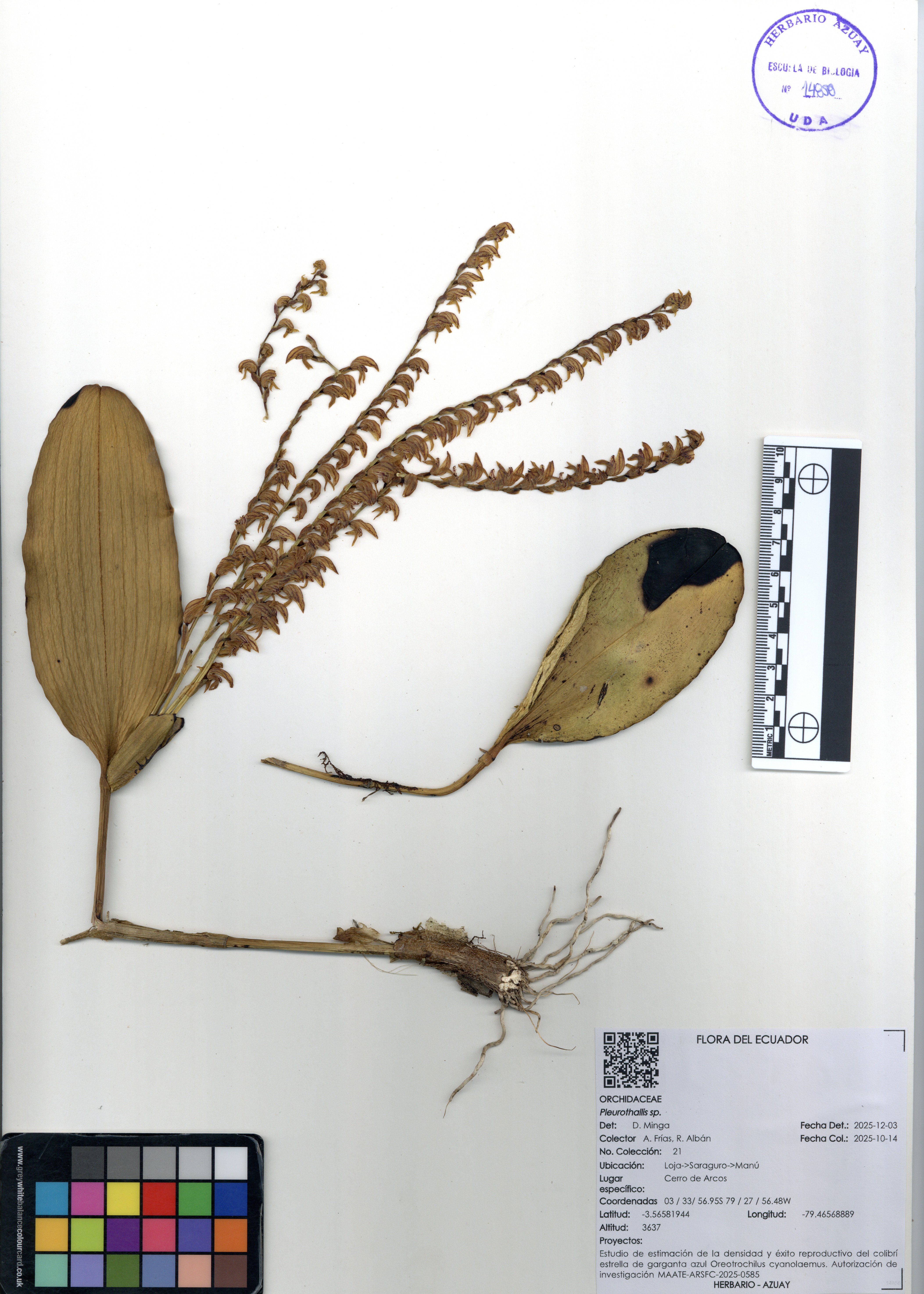 Pleurothallis sp. SIN DETERMINAR