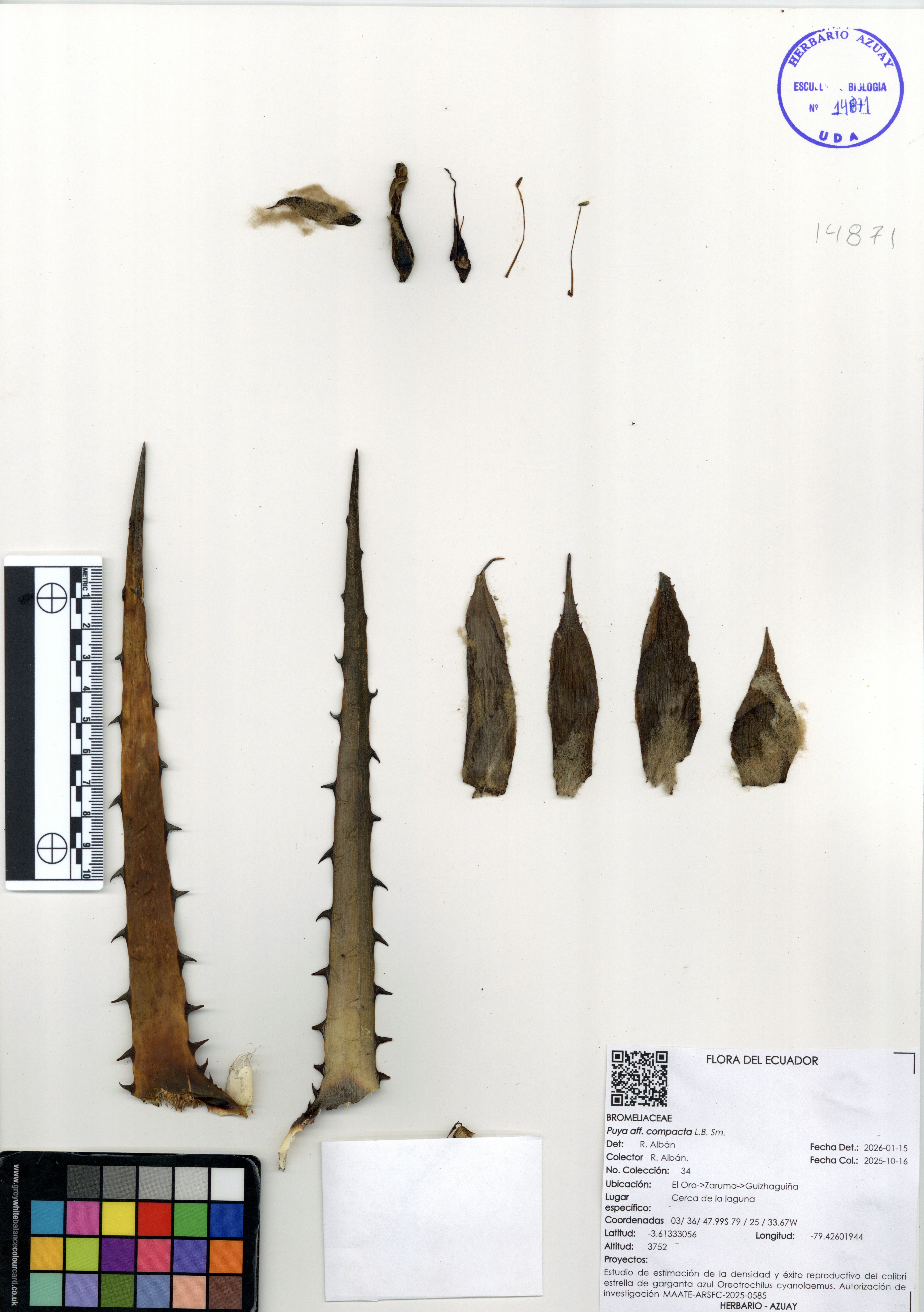 Puya compacta L.B. Sm.