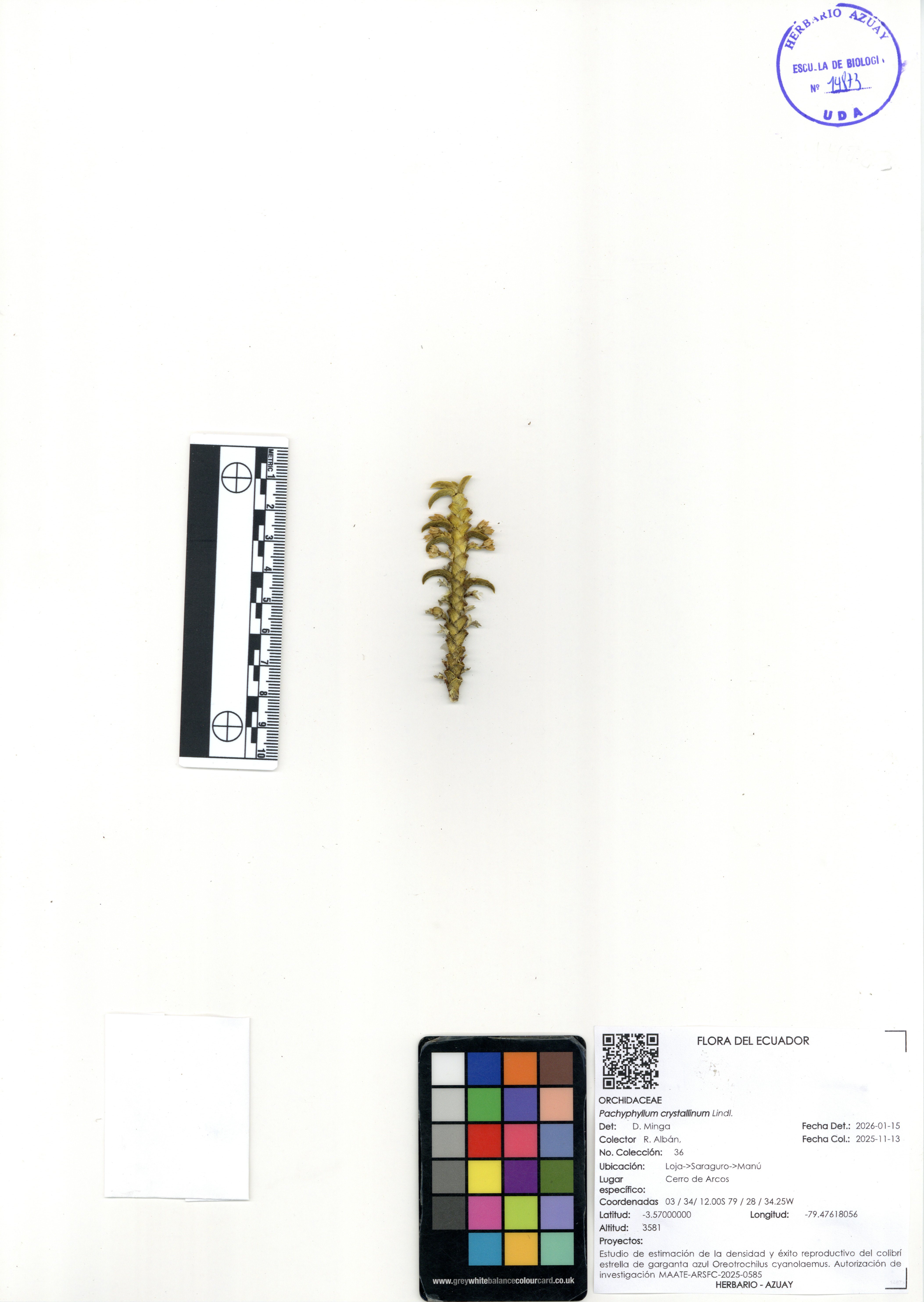 Pachyphyllum crystallinum Lindl.