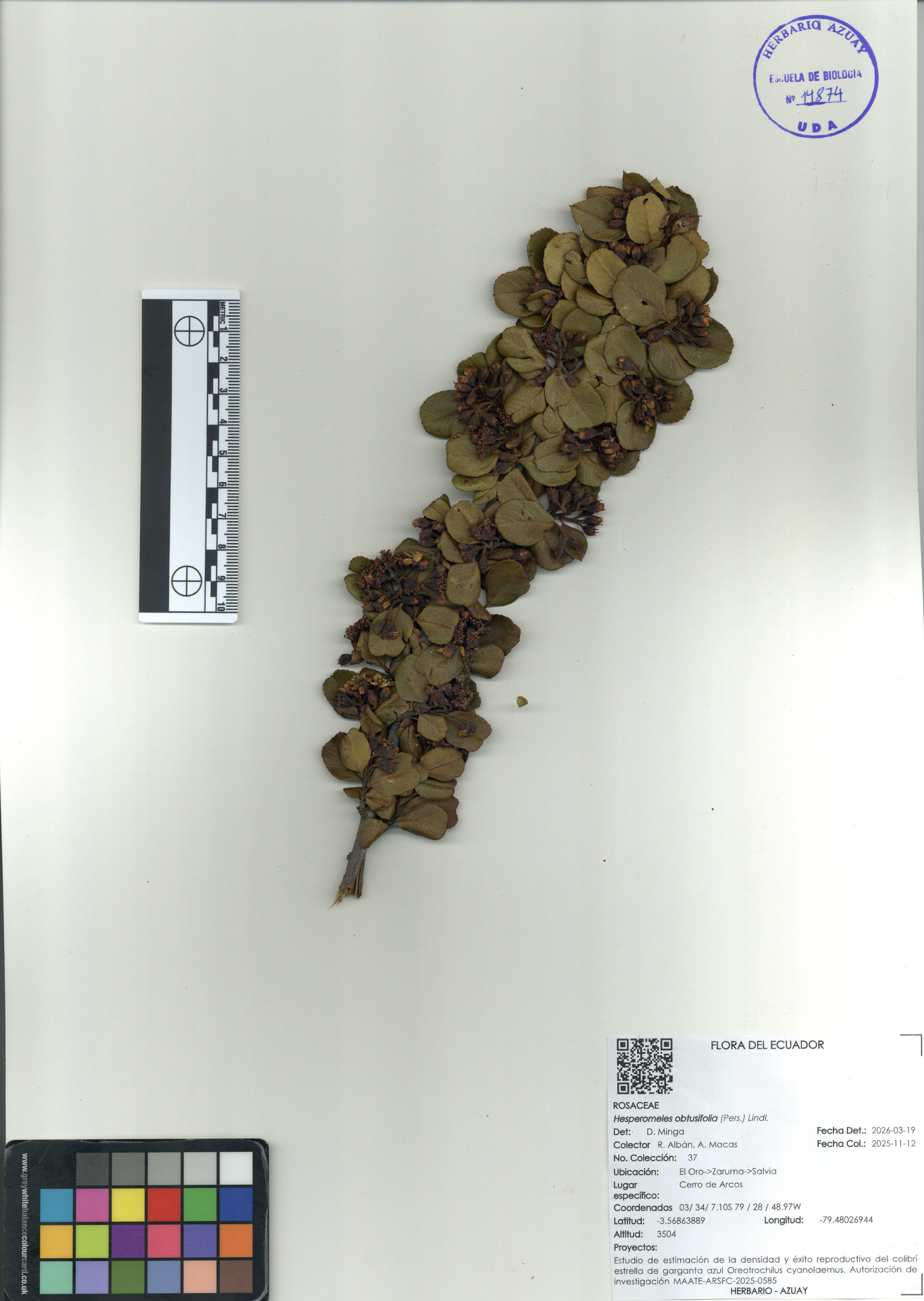 Hesperomeles obtusifolia (Pers.) Lindl.