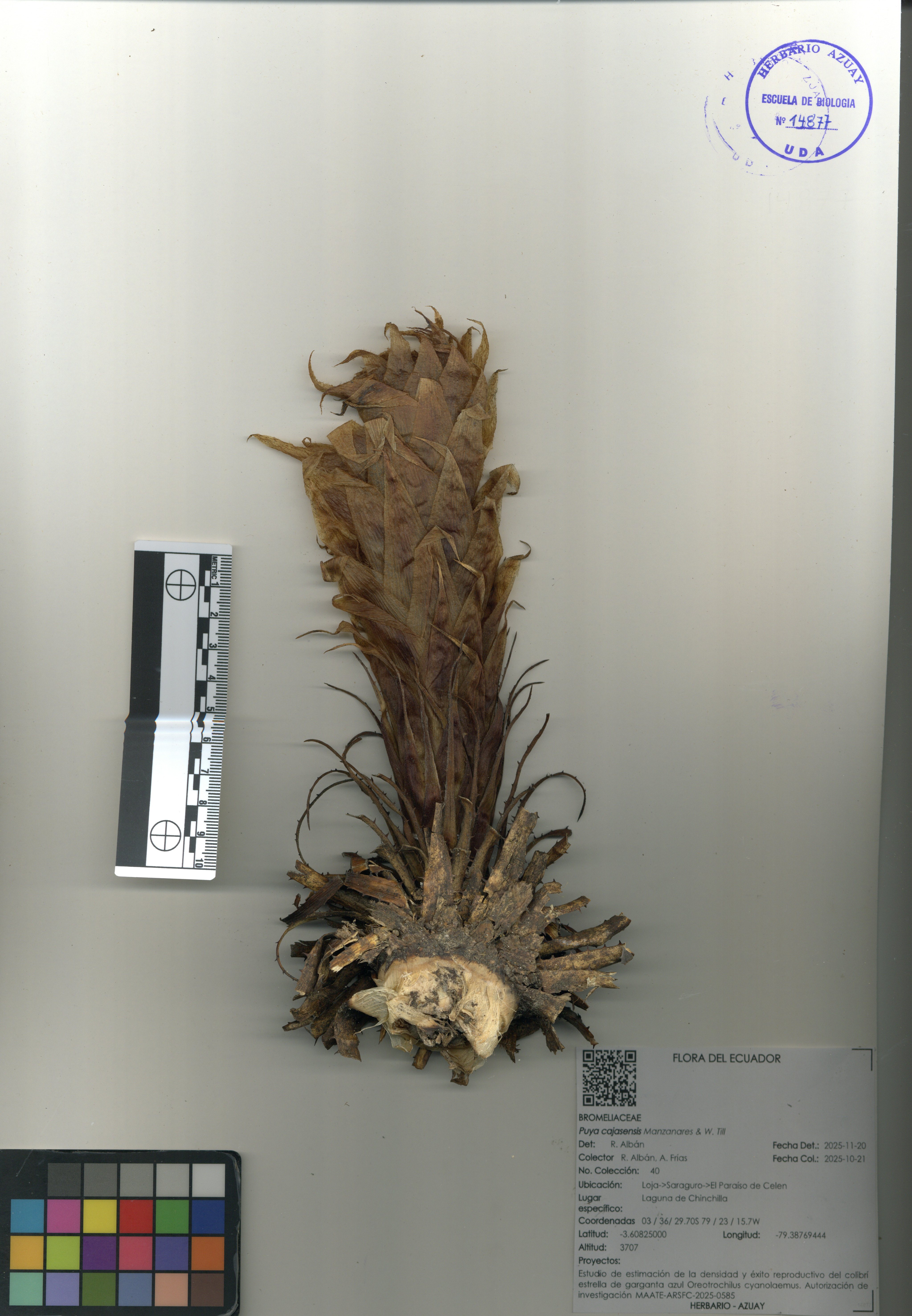 Puya cajasensis Manzanares & W. Till