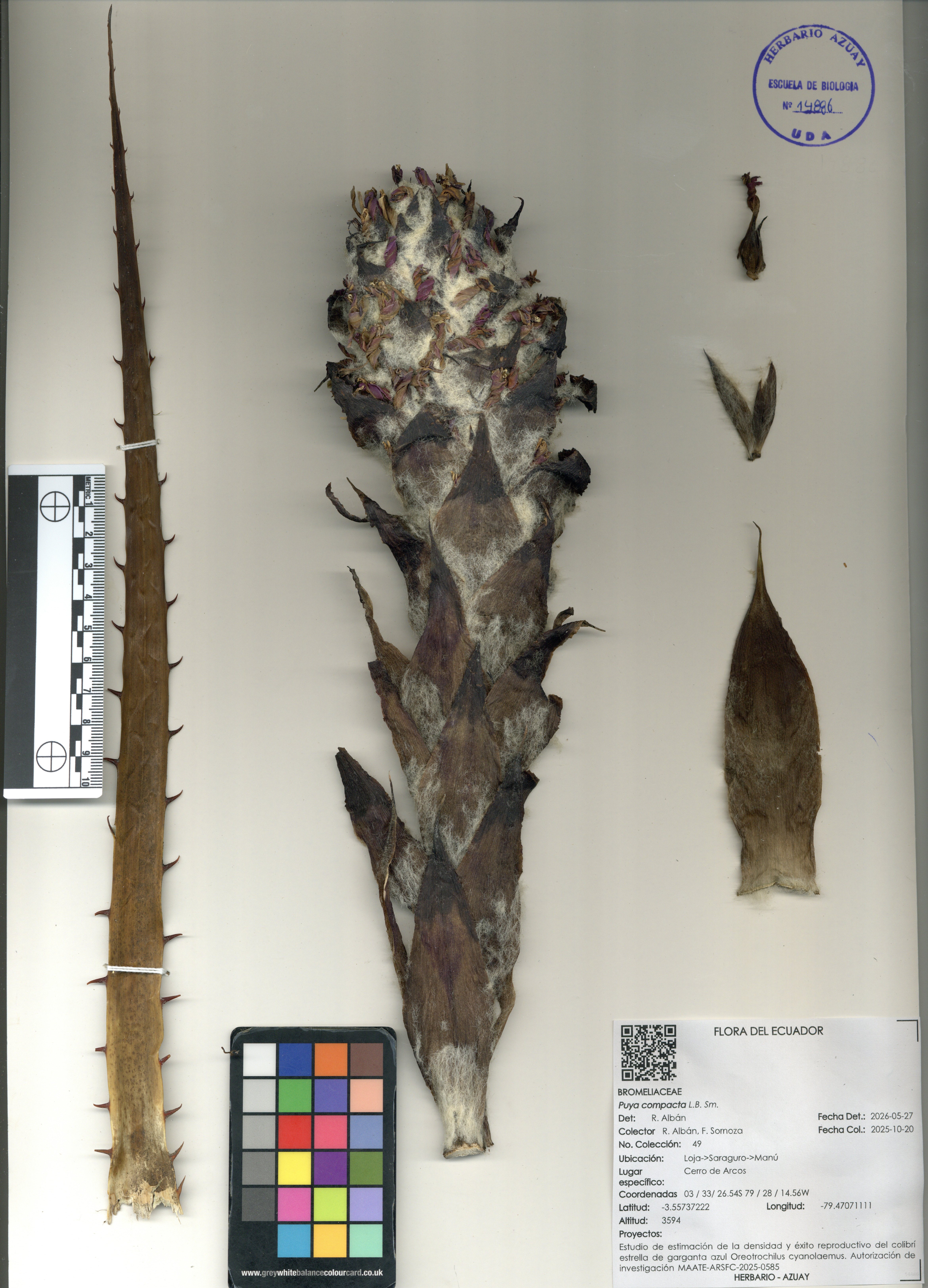 Puya compacta L.B. Sm.