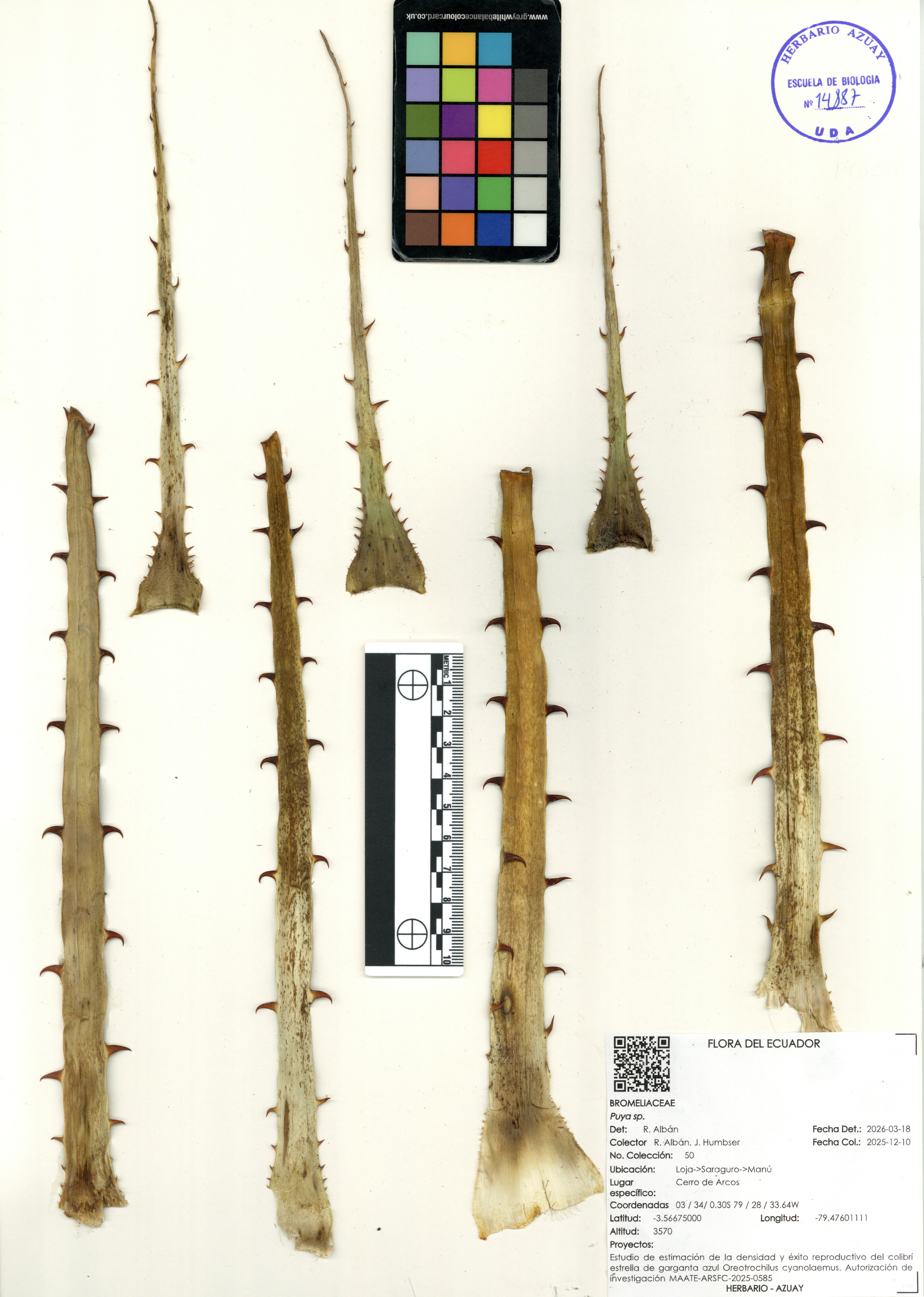 Puya sp. SIN DETERMINAR