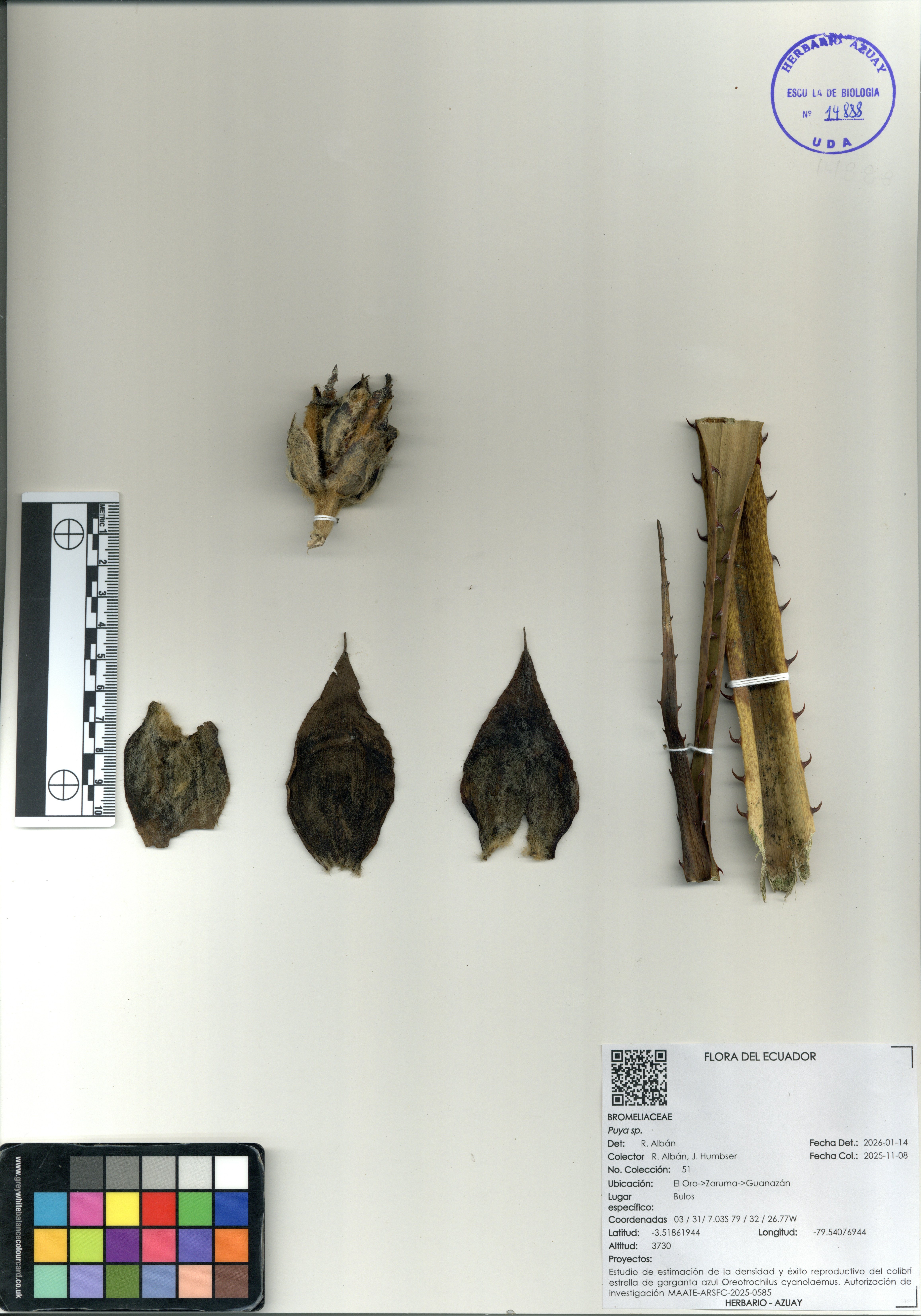 Puya sp. SIN DETERMINAR