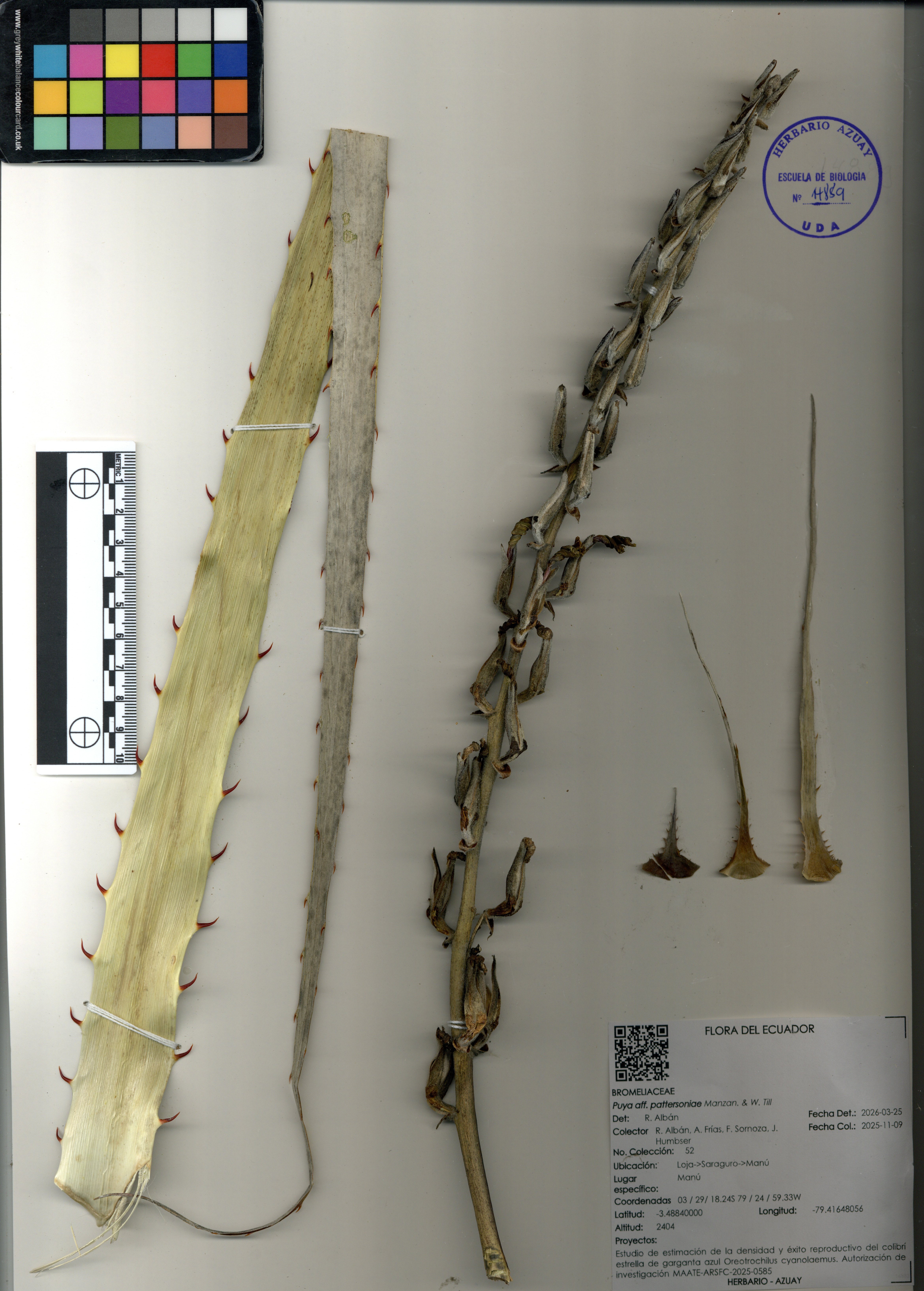 Puya pattersoniae  Manzan. & W. Till