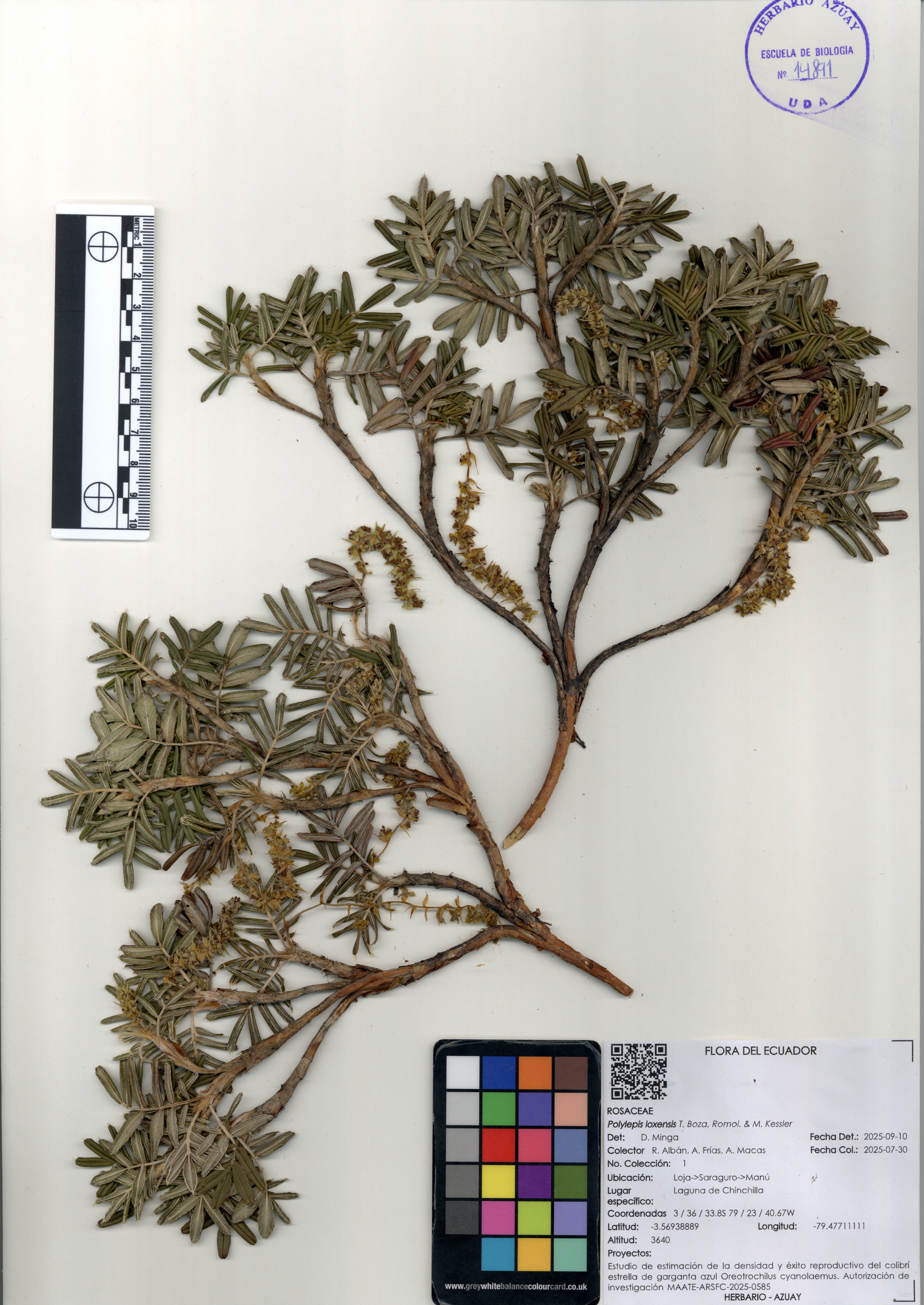 Polylepis loxensis T. Boza, Romol. & M. Kessler