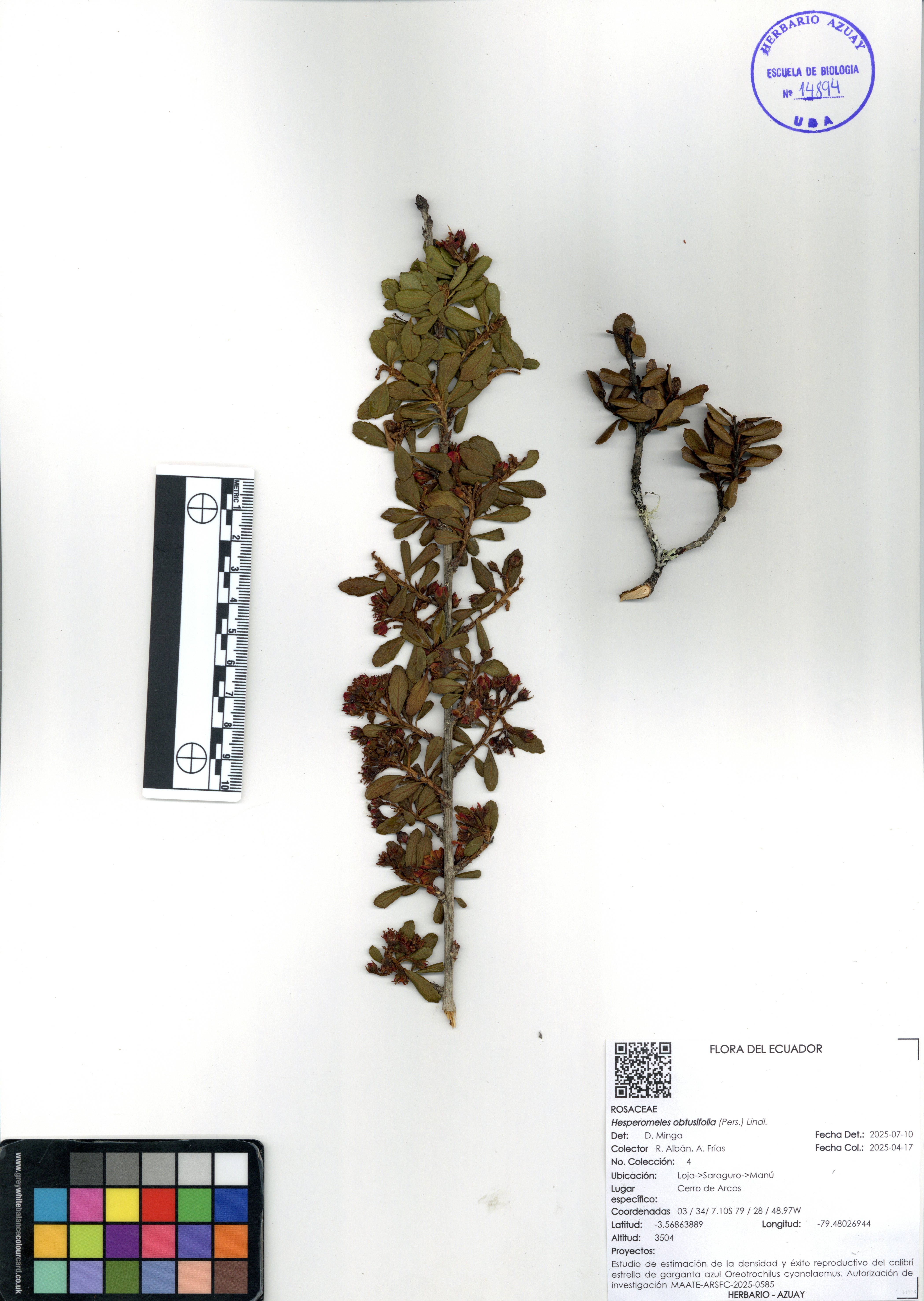 Hesperomeles obtusifolia (Pers.) Lindl.