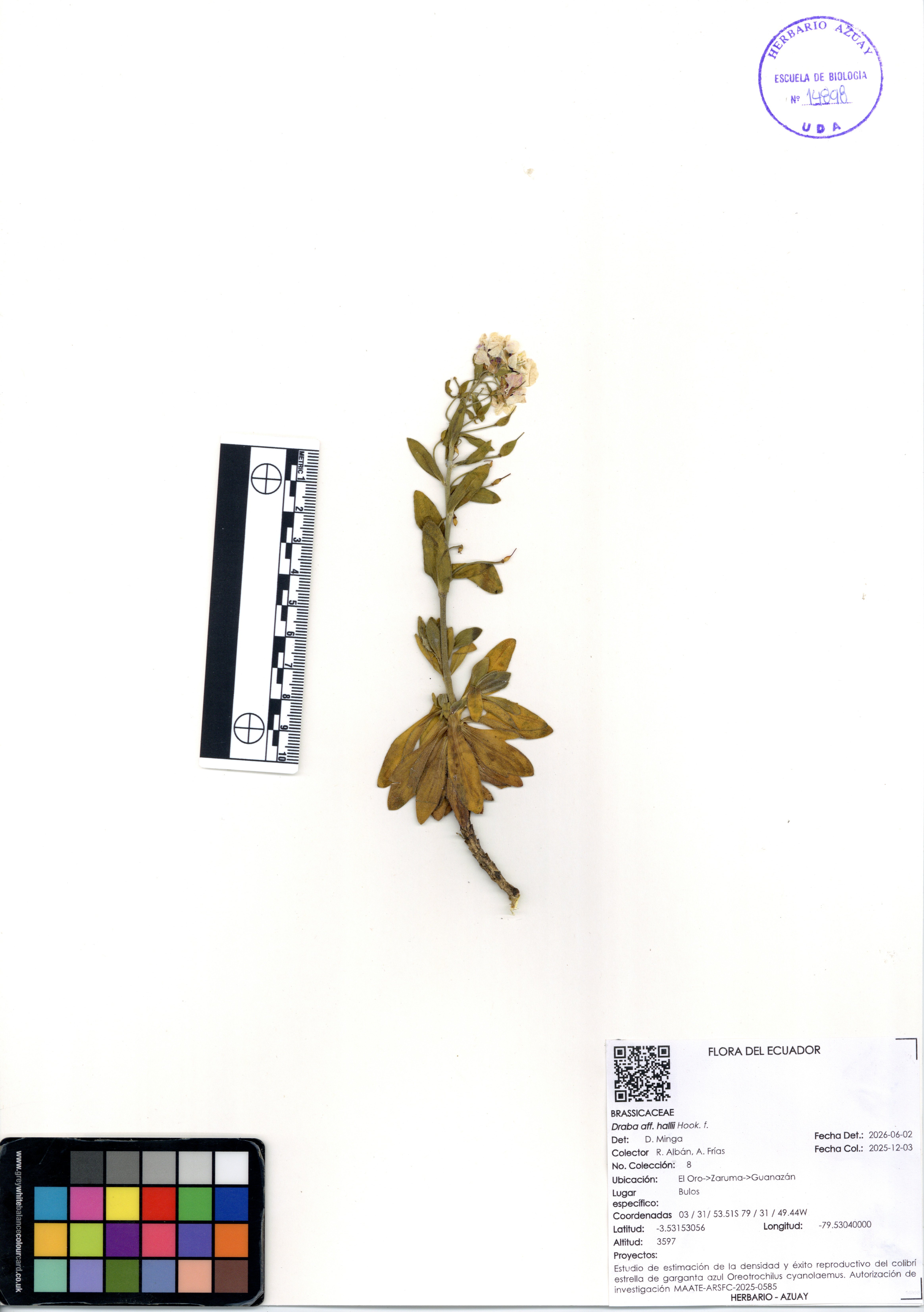 Draba hallii Hook. f.