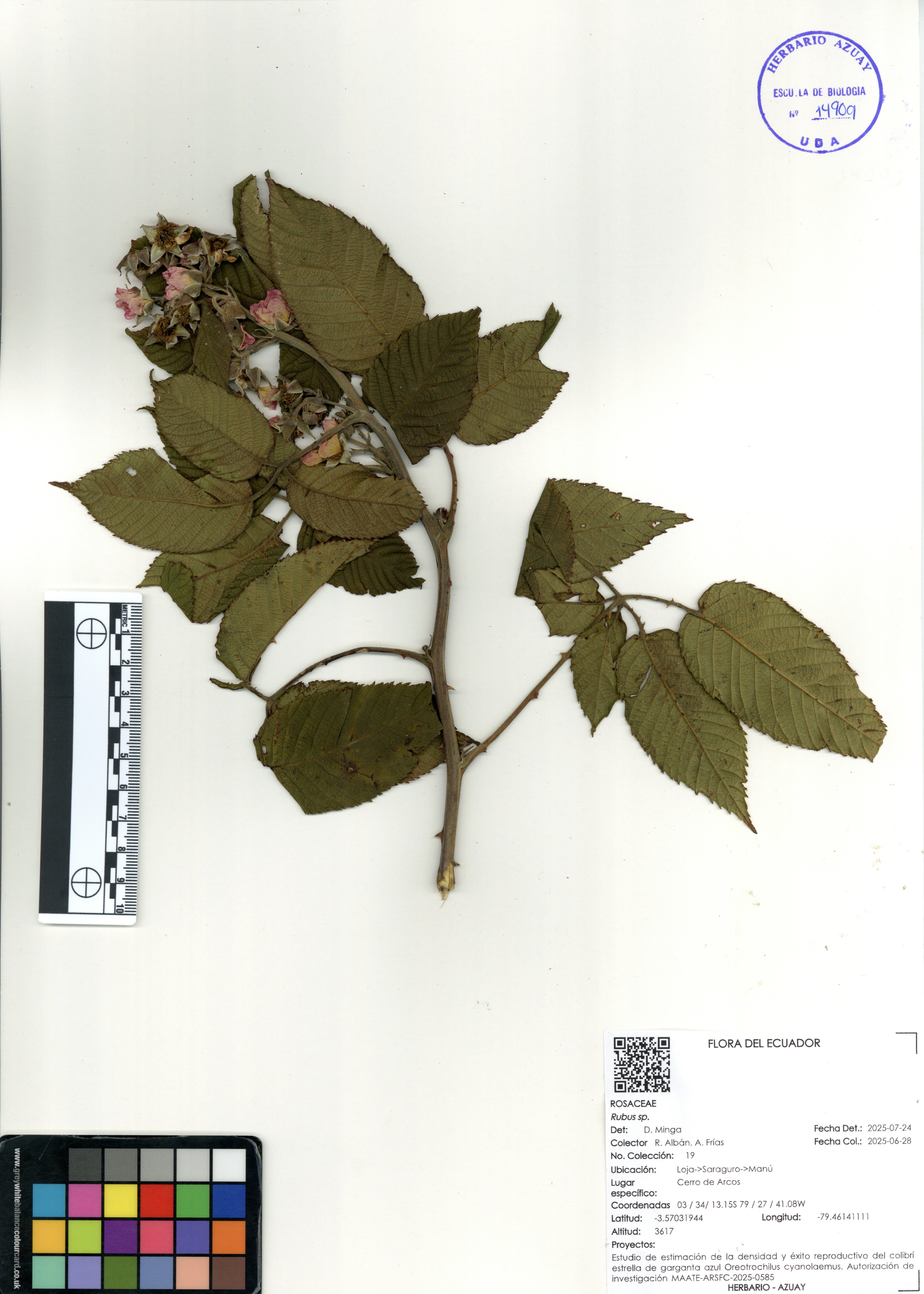 Rubus sp. SIN DETERMINAR