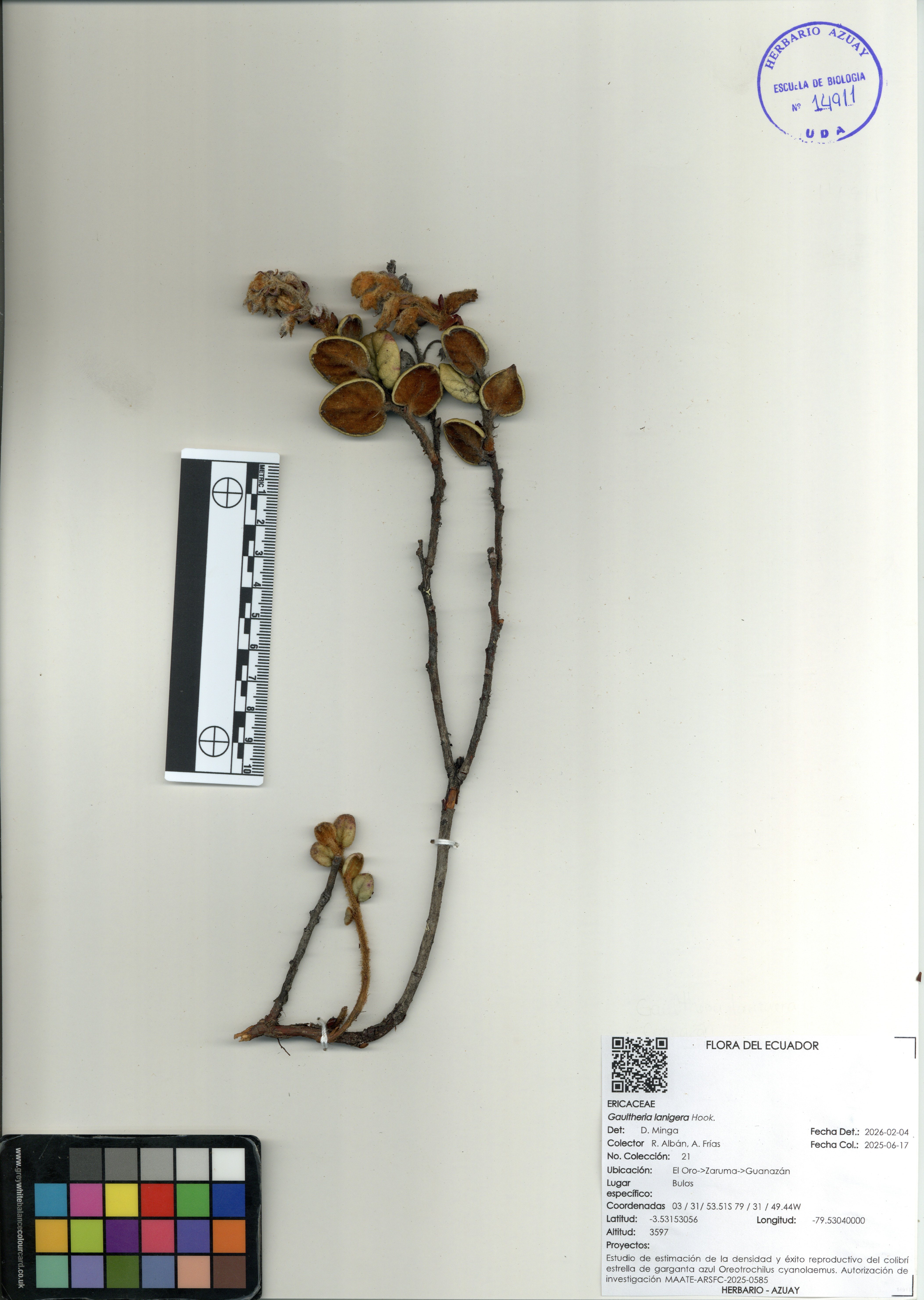 Gaultheria lanigera  Hook.