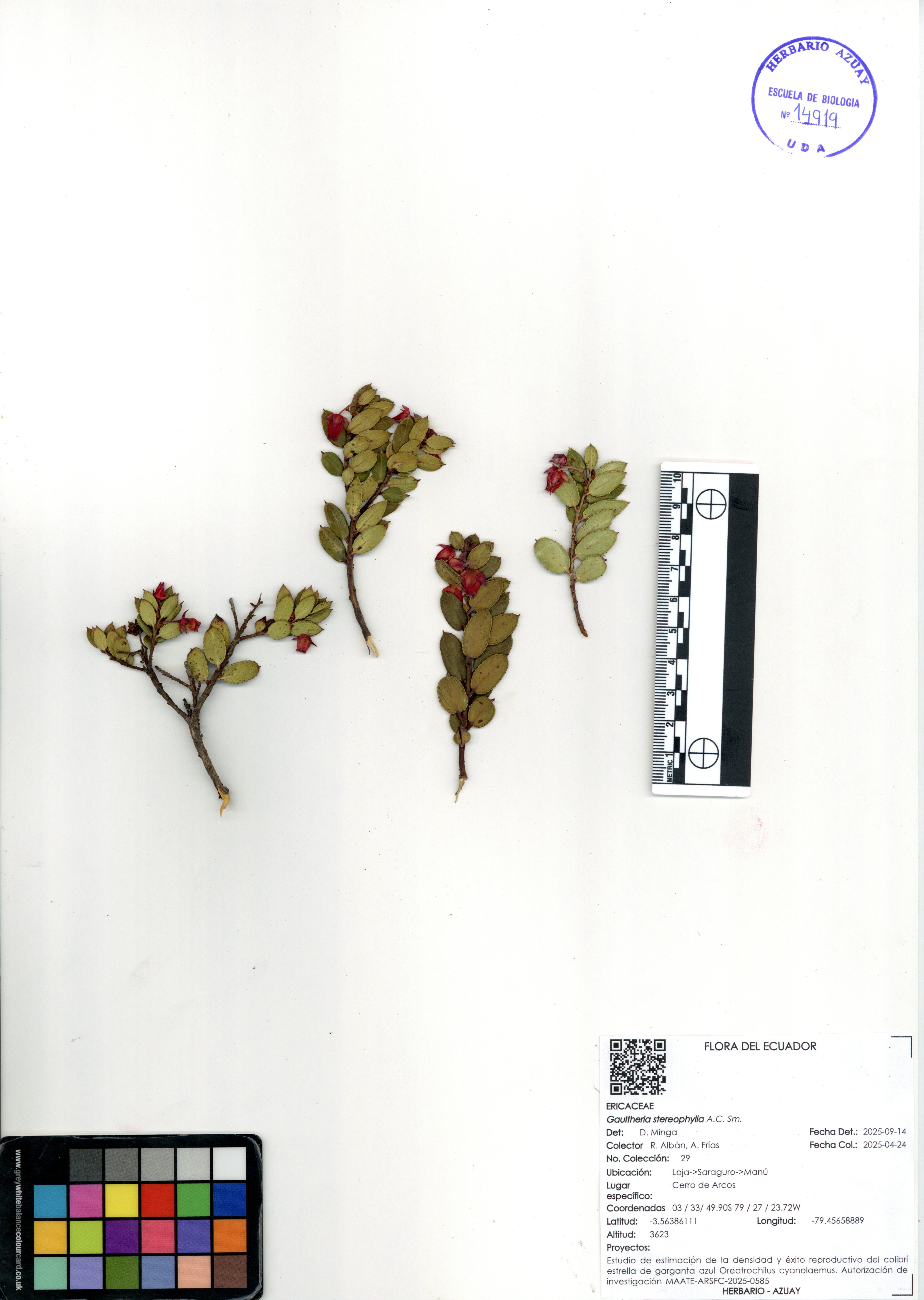 Gaultheria stereophylla A.C. Sm.