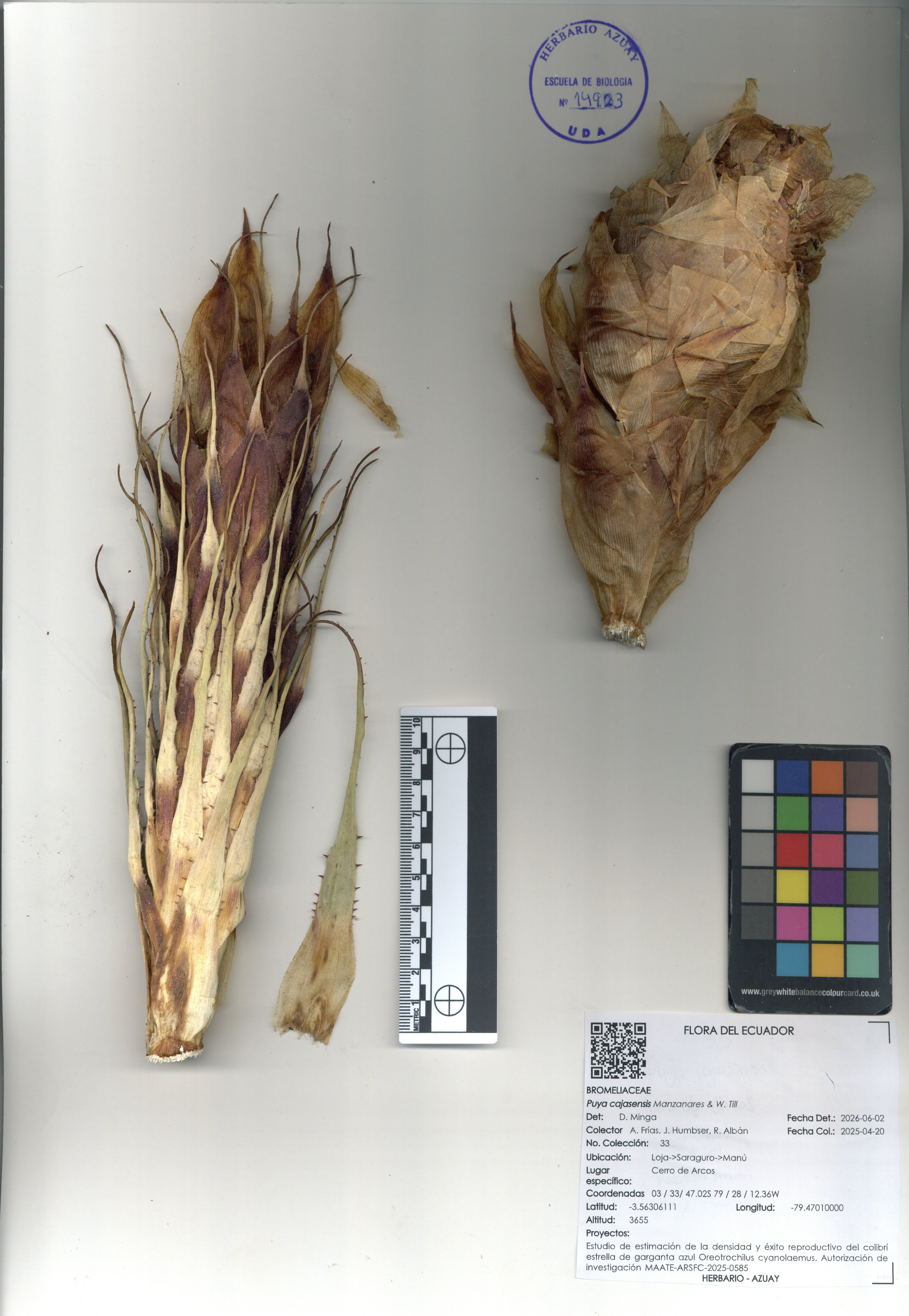 Puya cajasensis Manzanares & W. Till