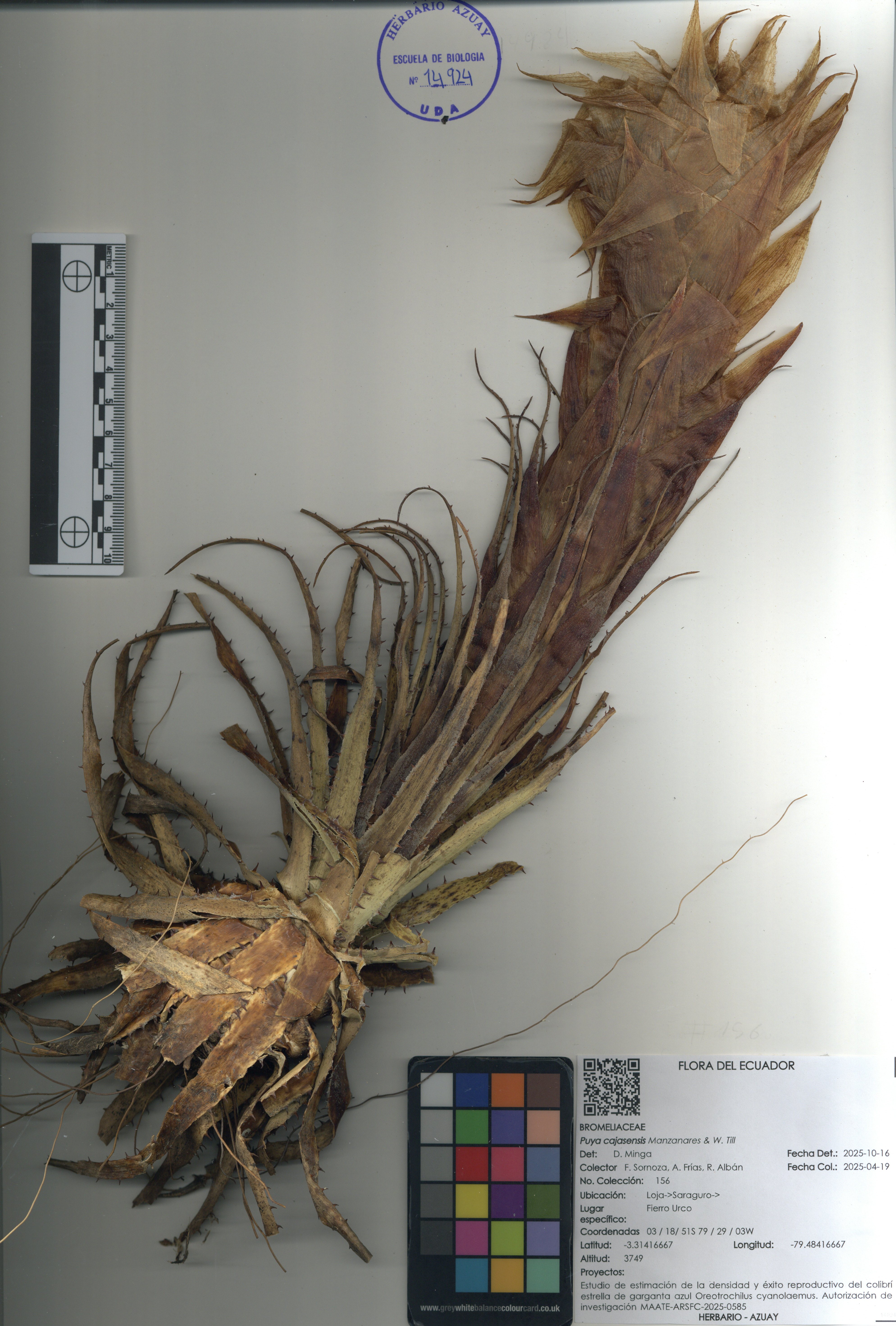 Puya cajasensis Manzanares & W. Till