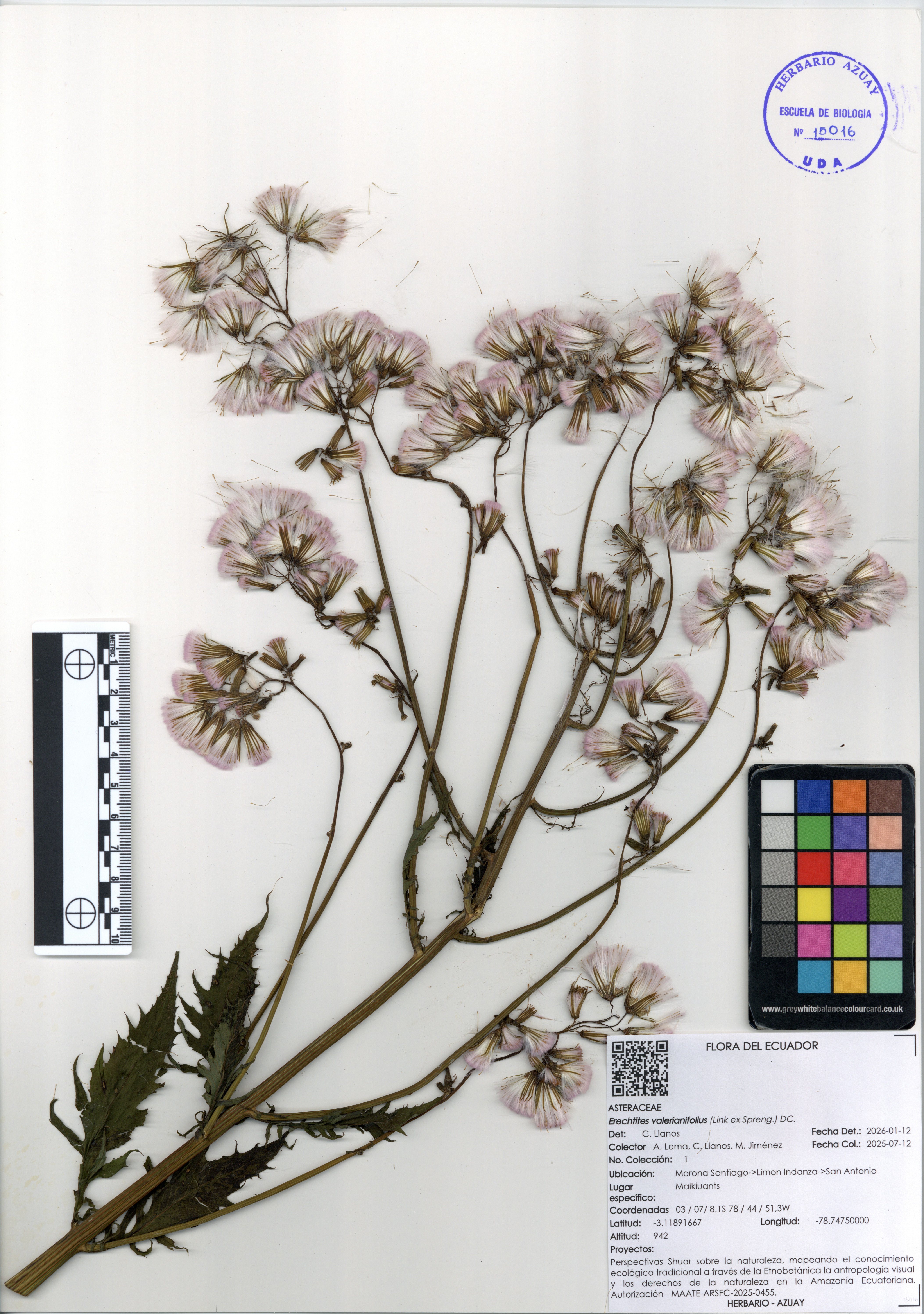 Erechtites valerianifolius (Link ex Spreng.) DC.