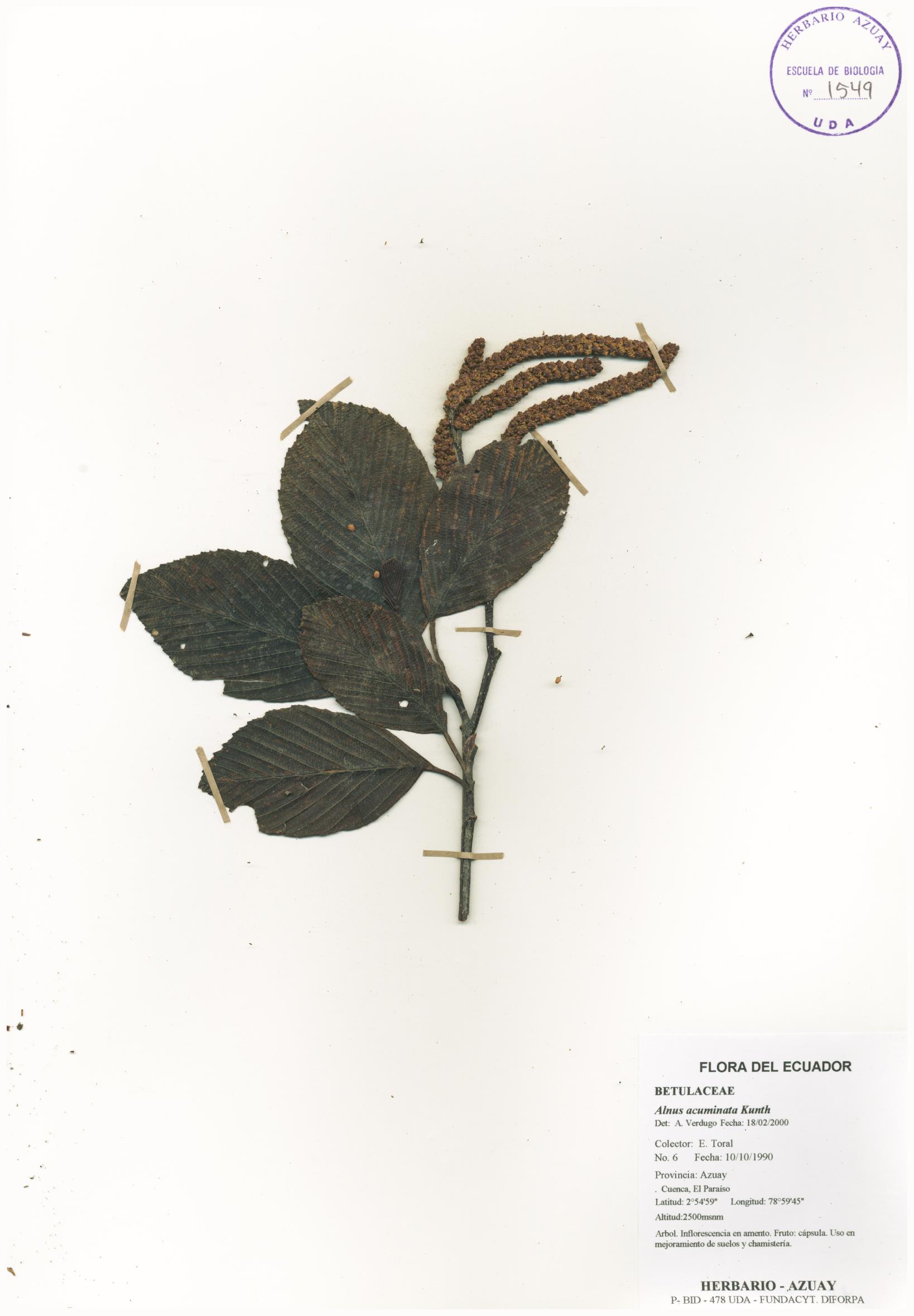 Alnus acuminata Kunth