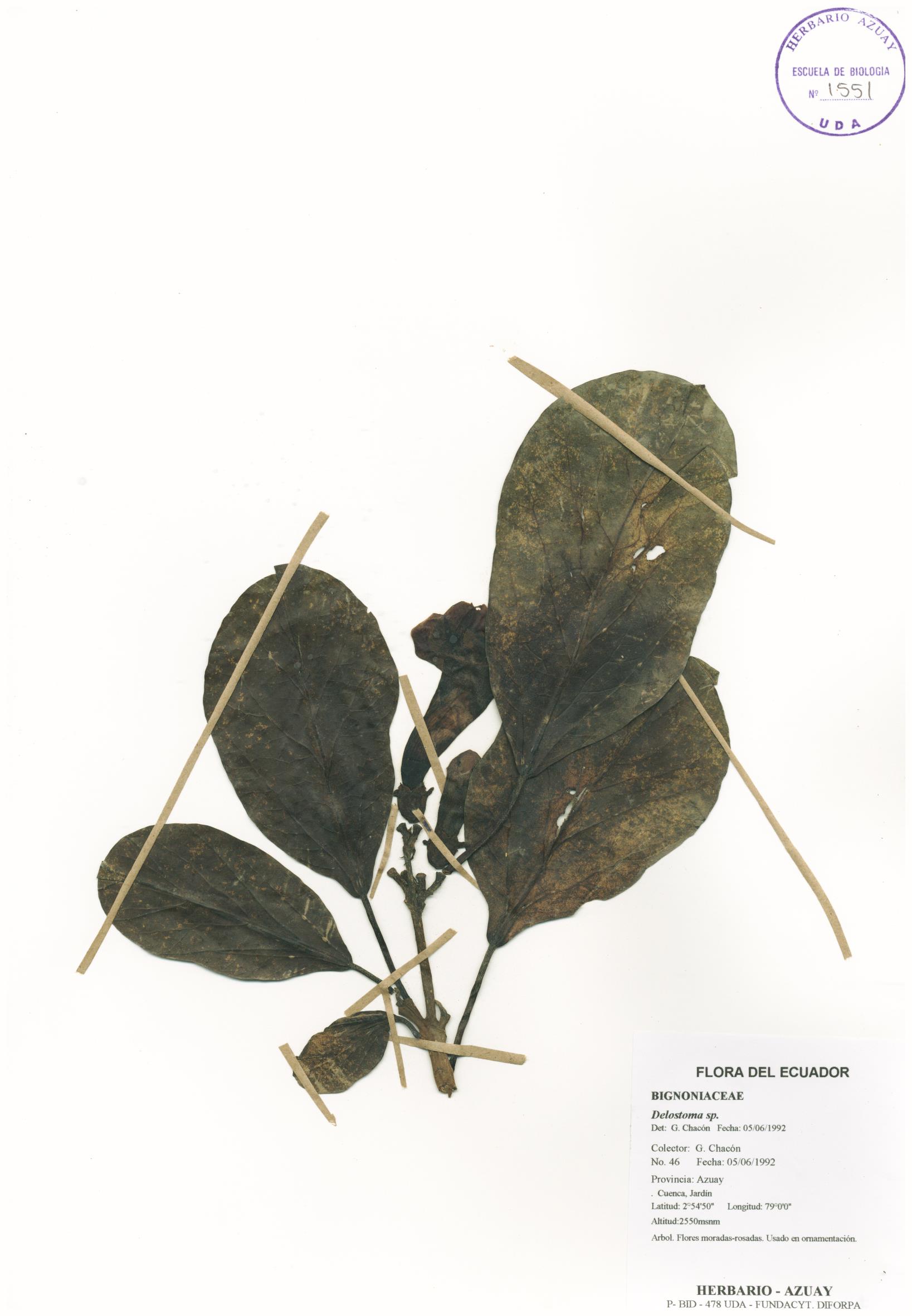 Delostoma sp. SIN DETERMINAR