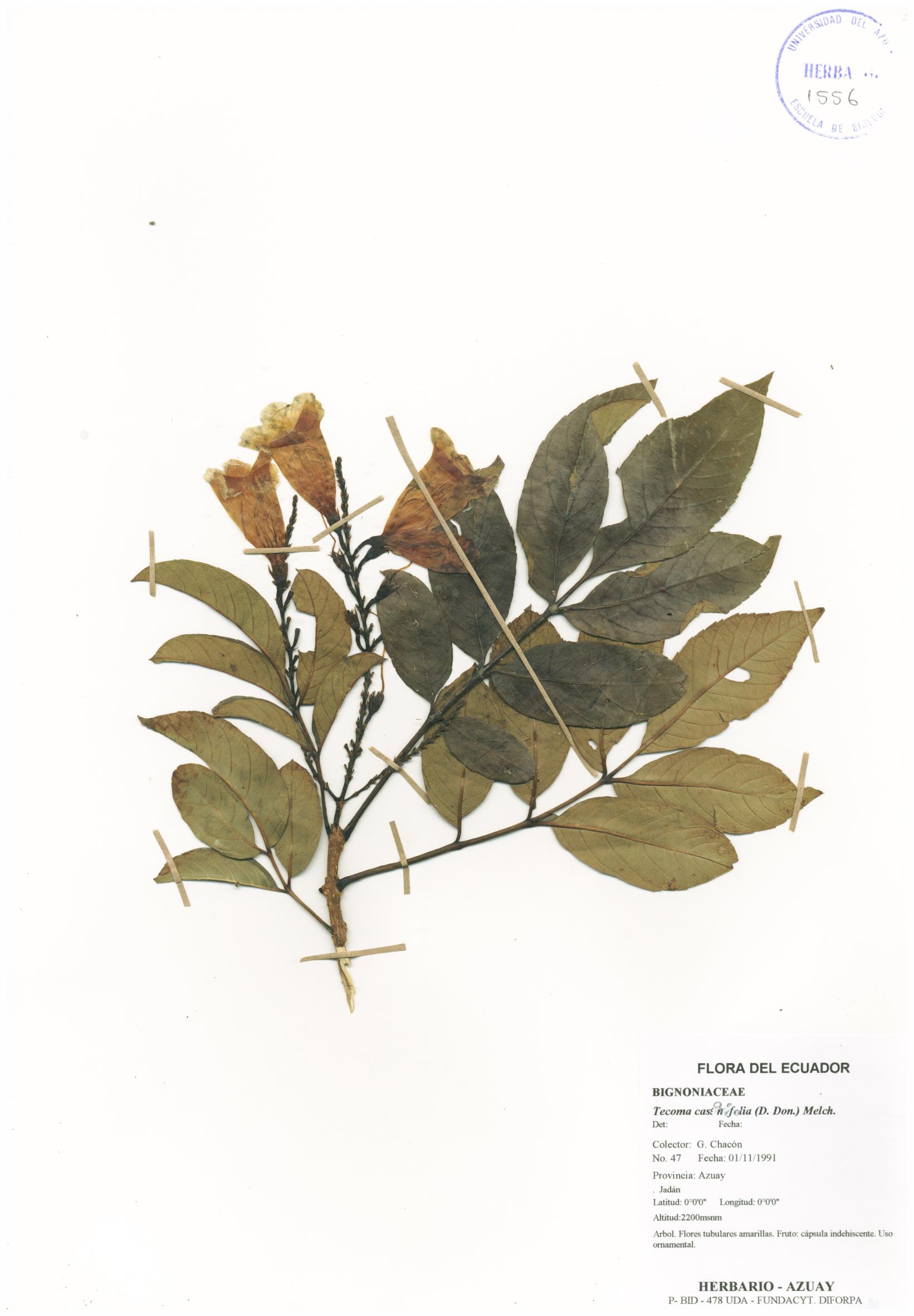 Tecoma castanifolia (D. Don) Melch.