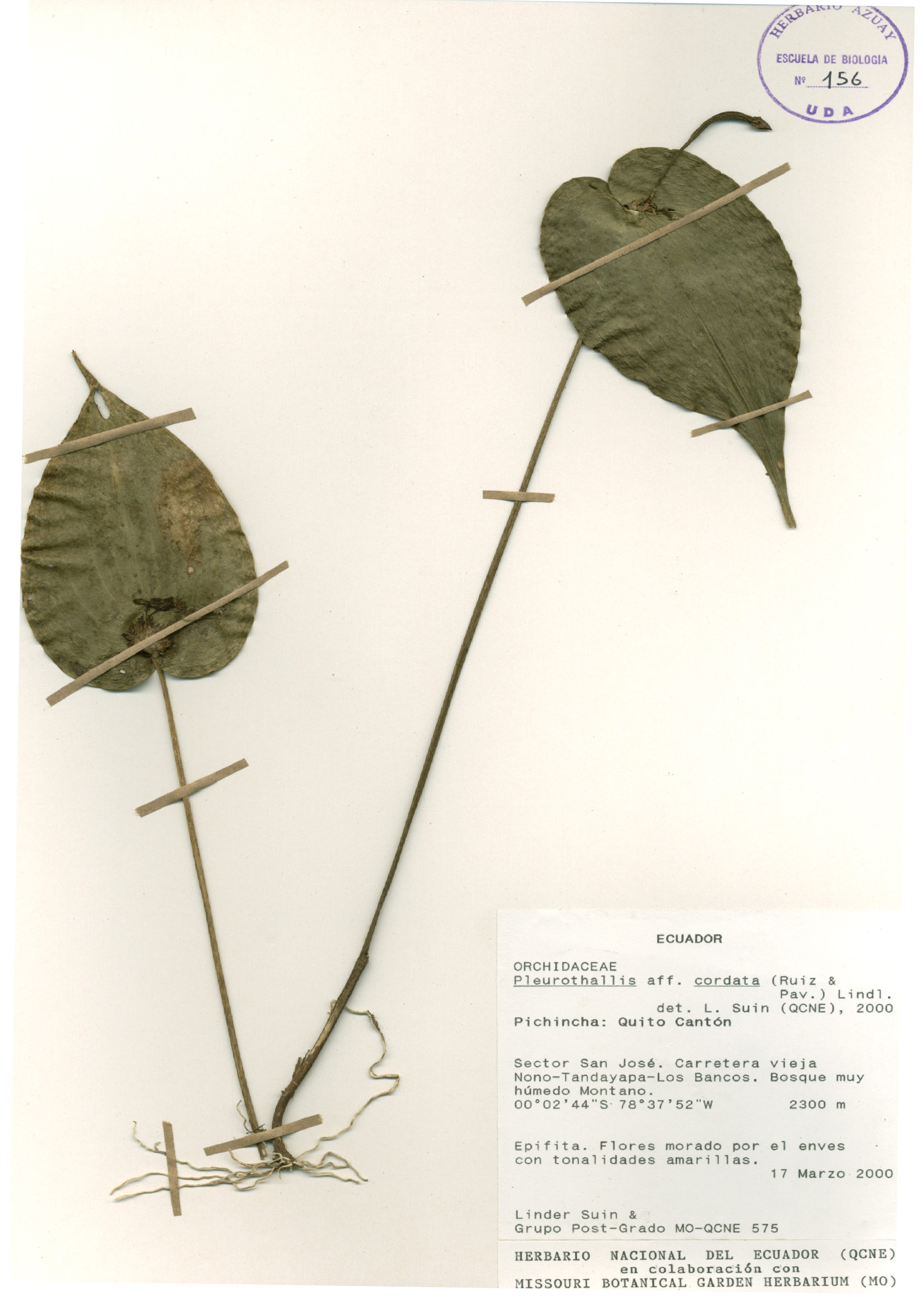 Pleurothallis cordata (Ruiz & Pav.) Lindl.