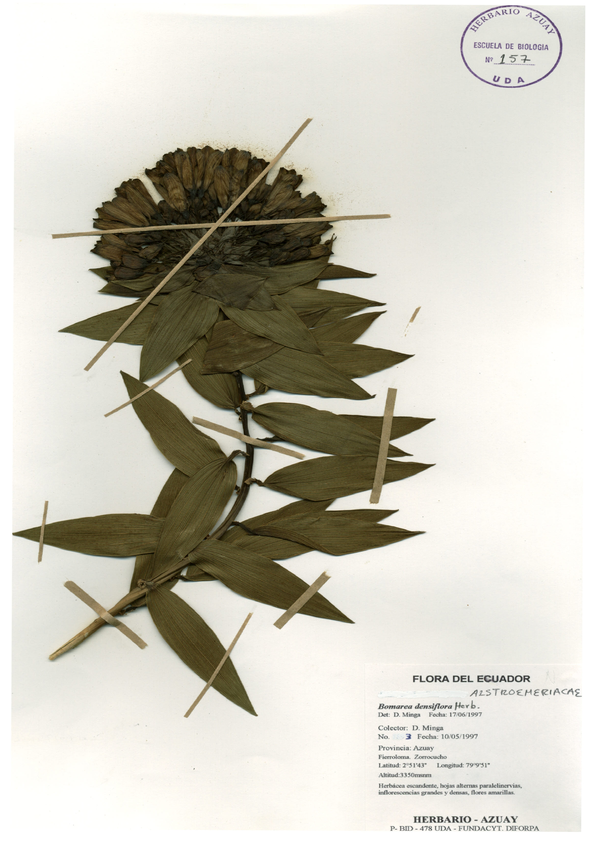 Bomarea densiflora Herb.