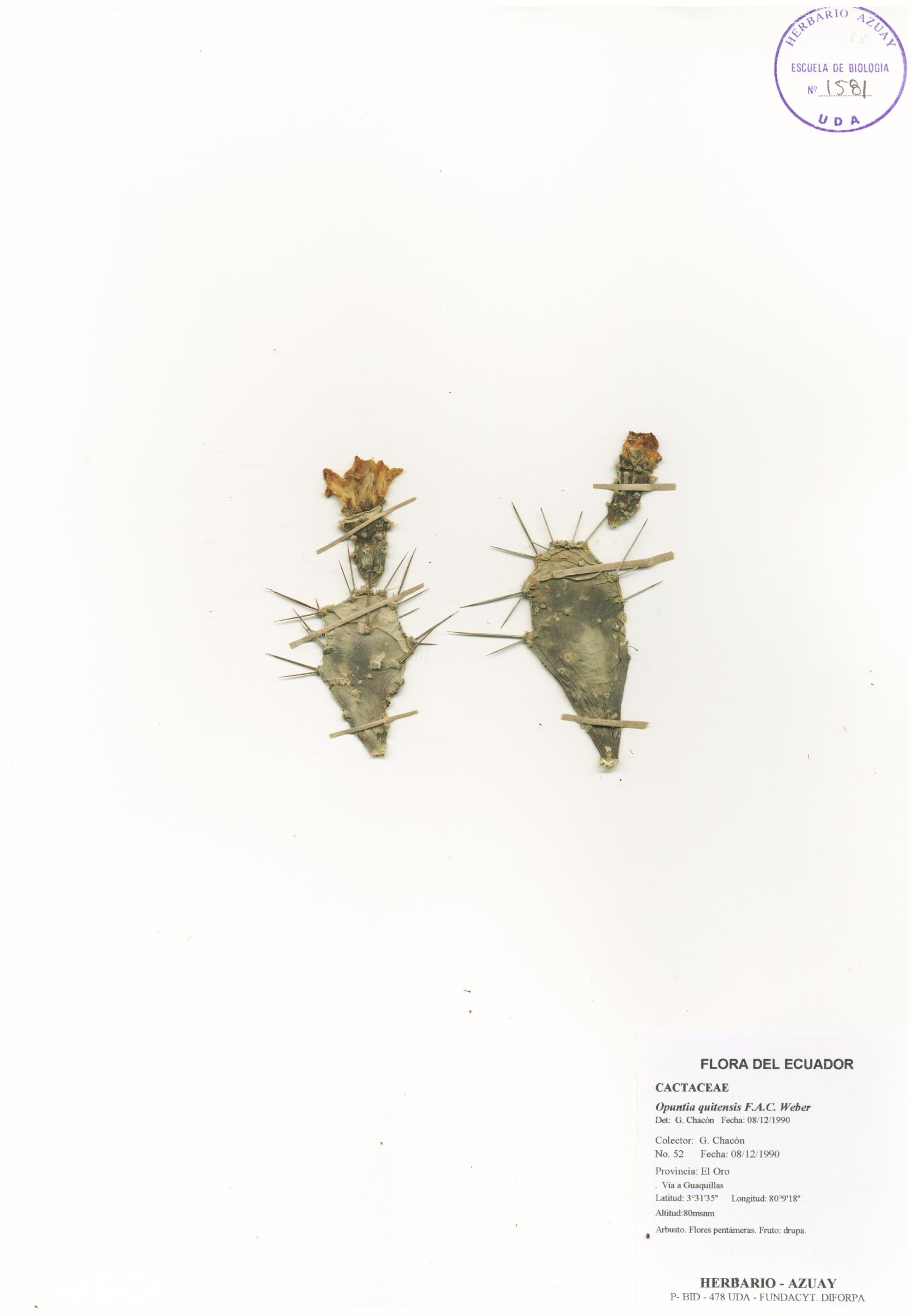 Opuntia quitensis F.A.C. Weber