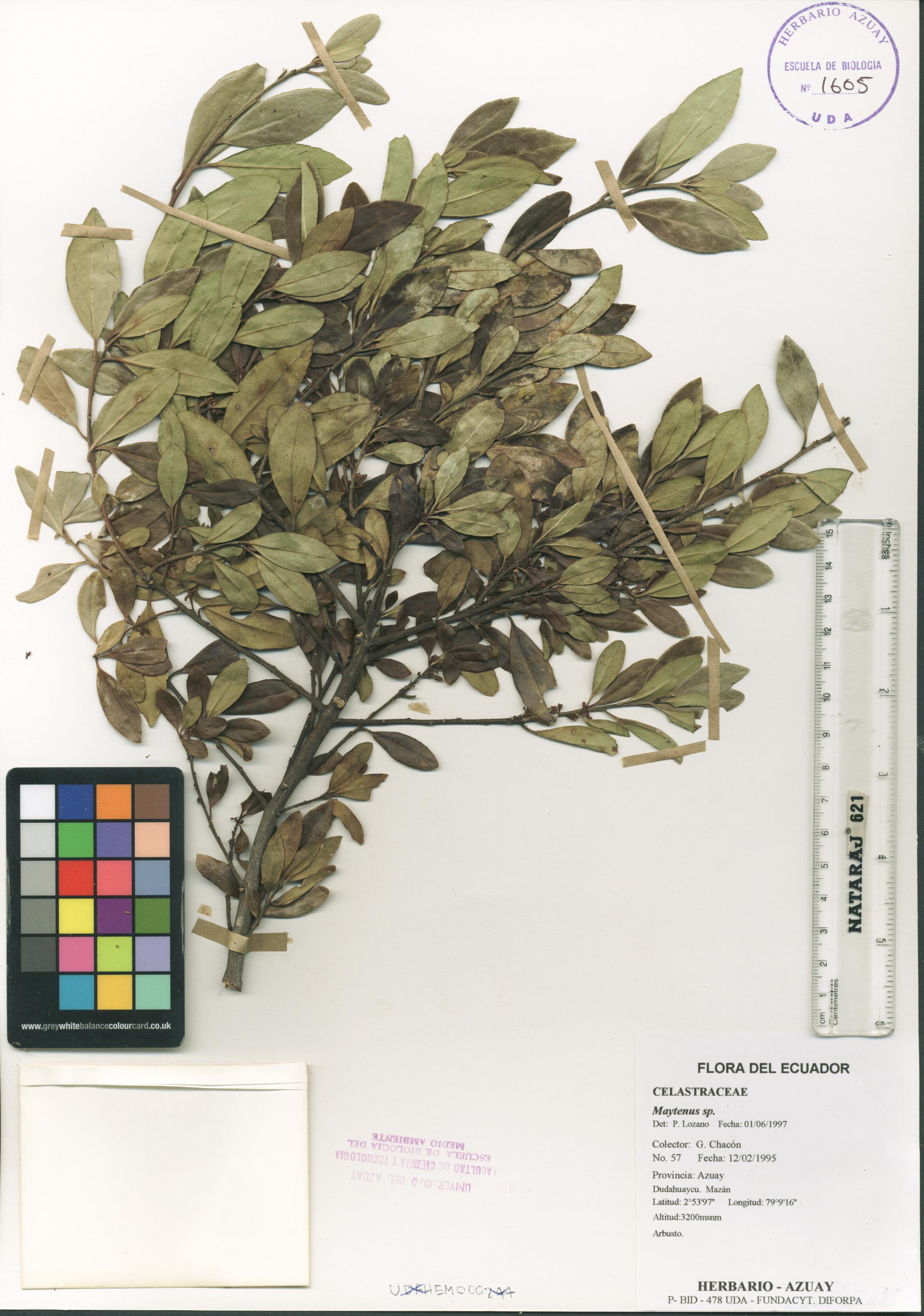 Maytenus sp. SIN DETERMINAR