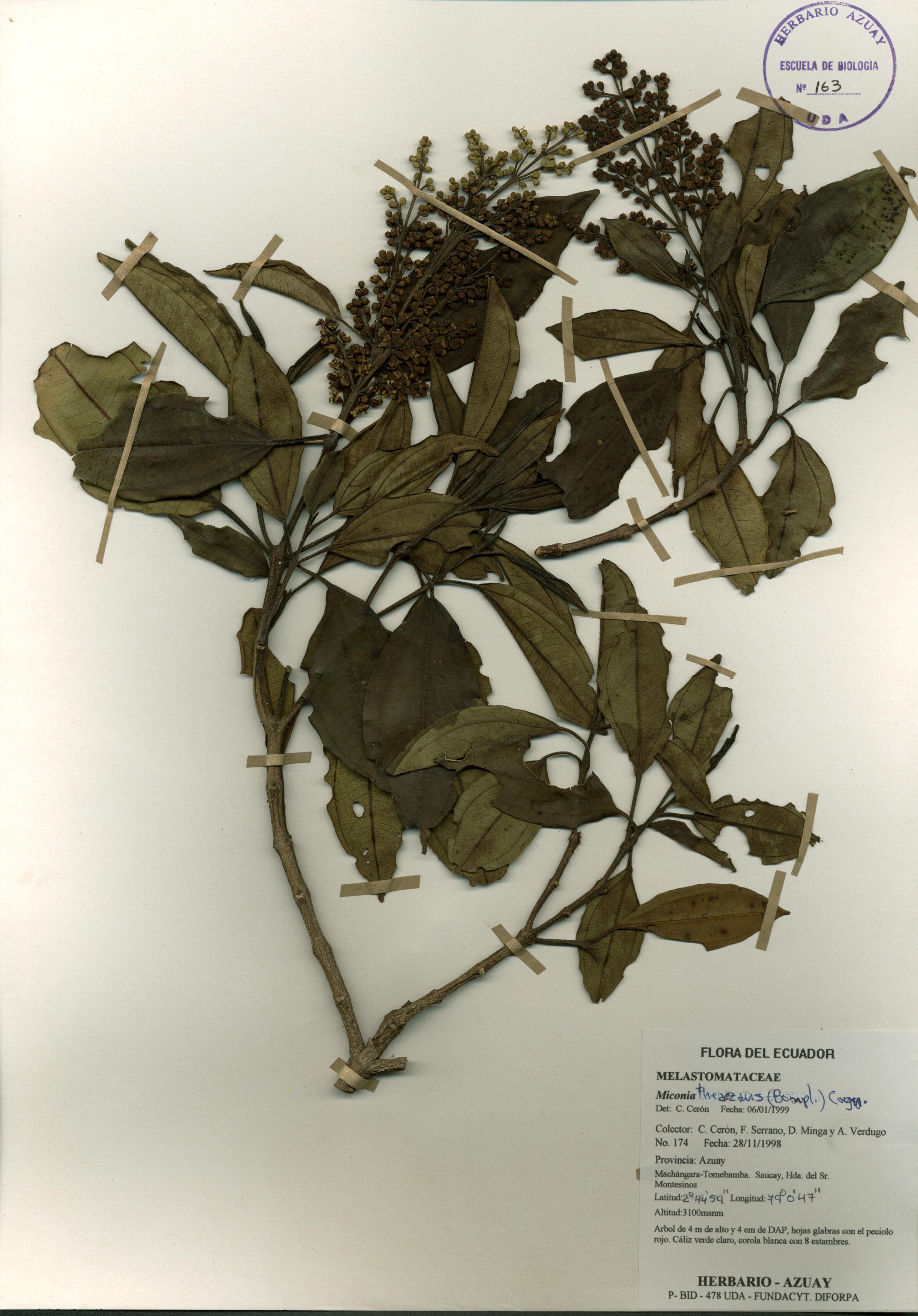 Miconia theaezans (Bonpl.) Cogn.