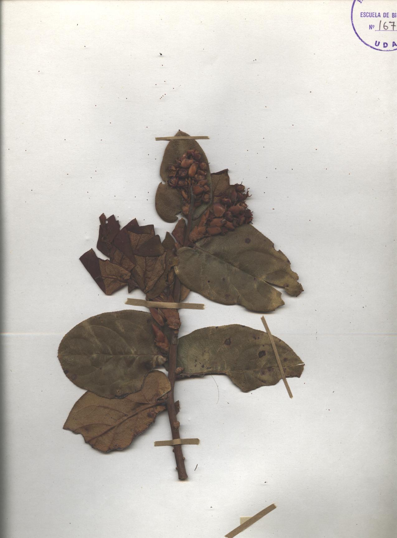Gaultheria erecta Vent.