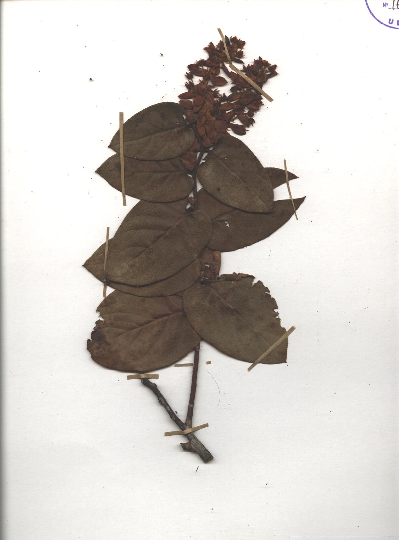 Gaultheria erecta Vent.