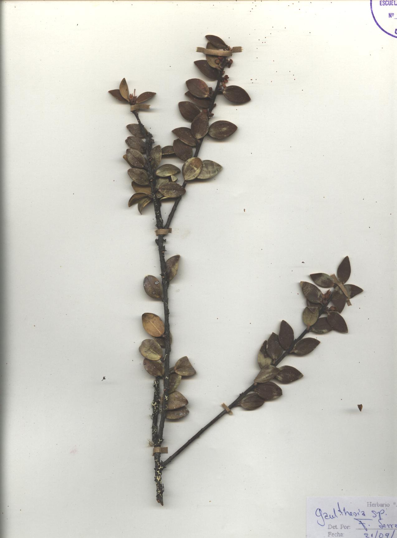Gaultheria sp. SIN DETERMINAR