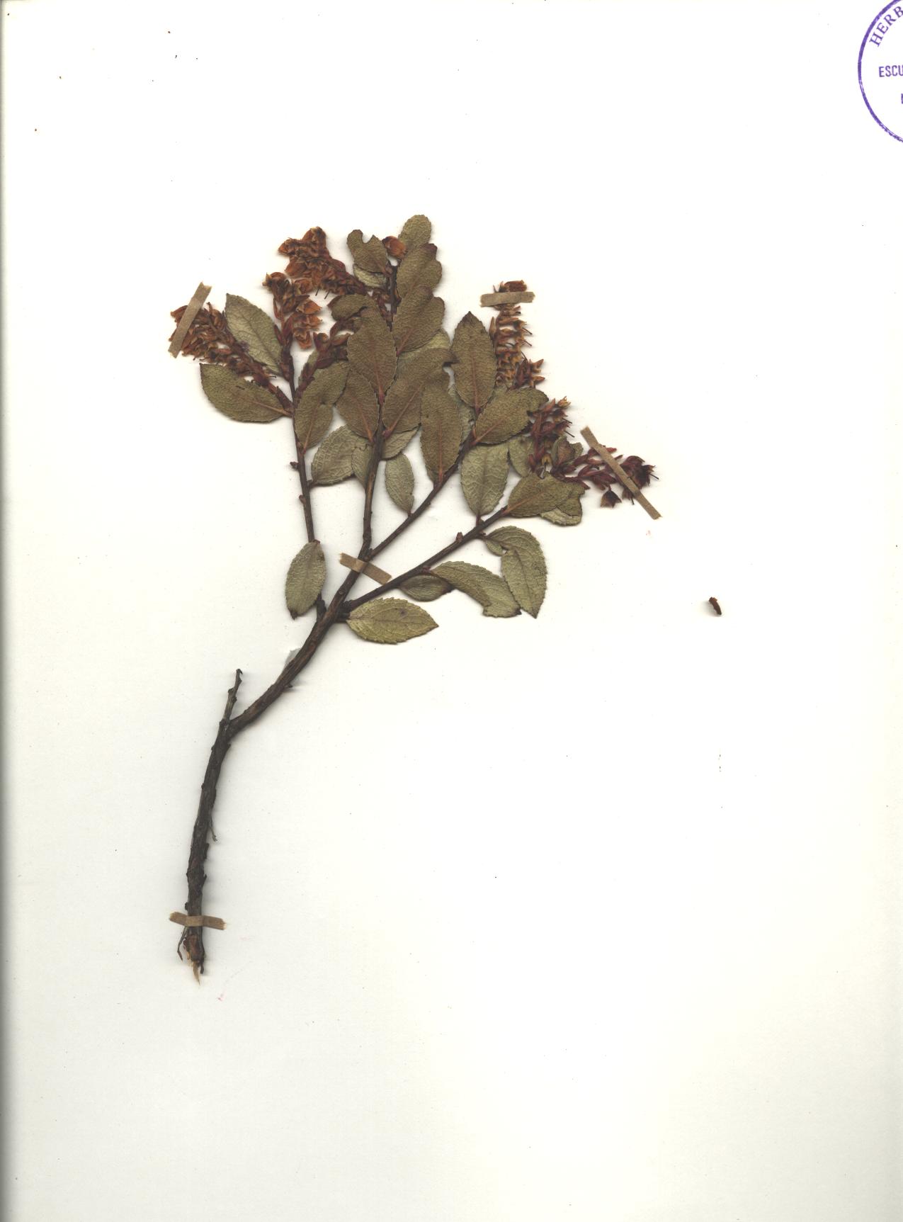 Gaultheria megalodonta A.C. Sm.