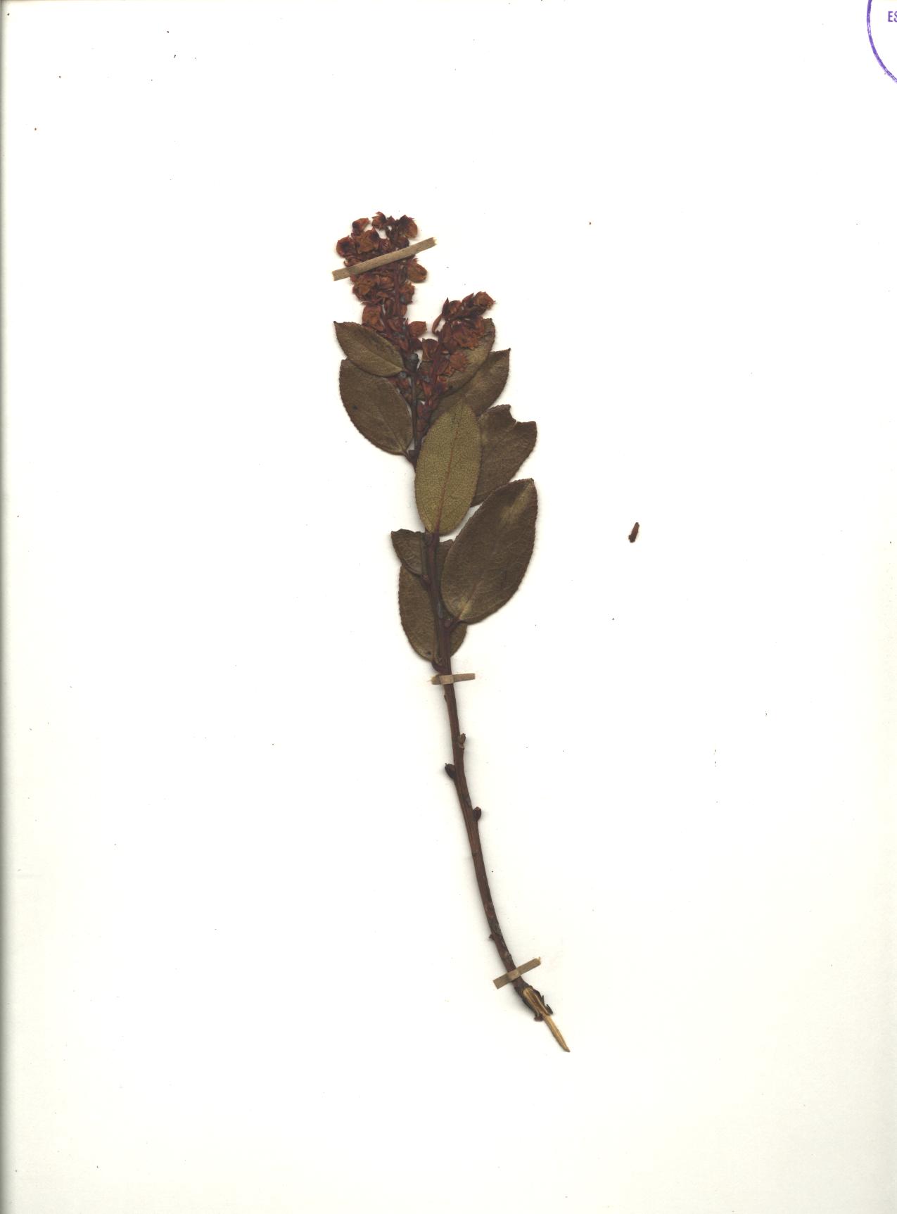 Gaultheria megalodonta A.C. Sm.