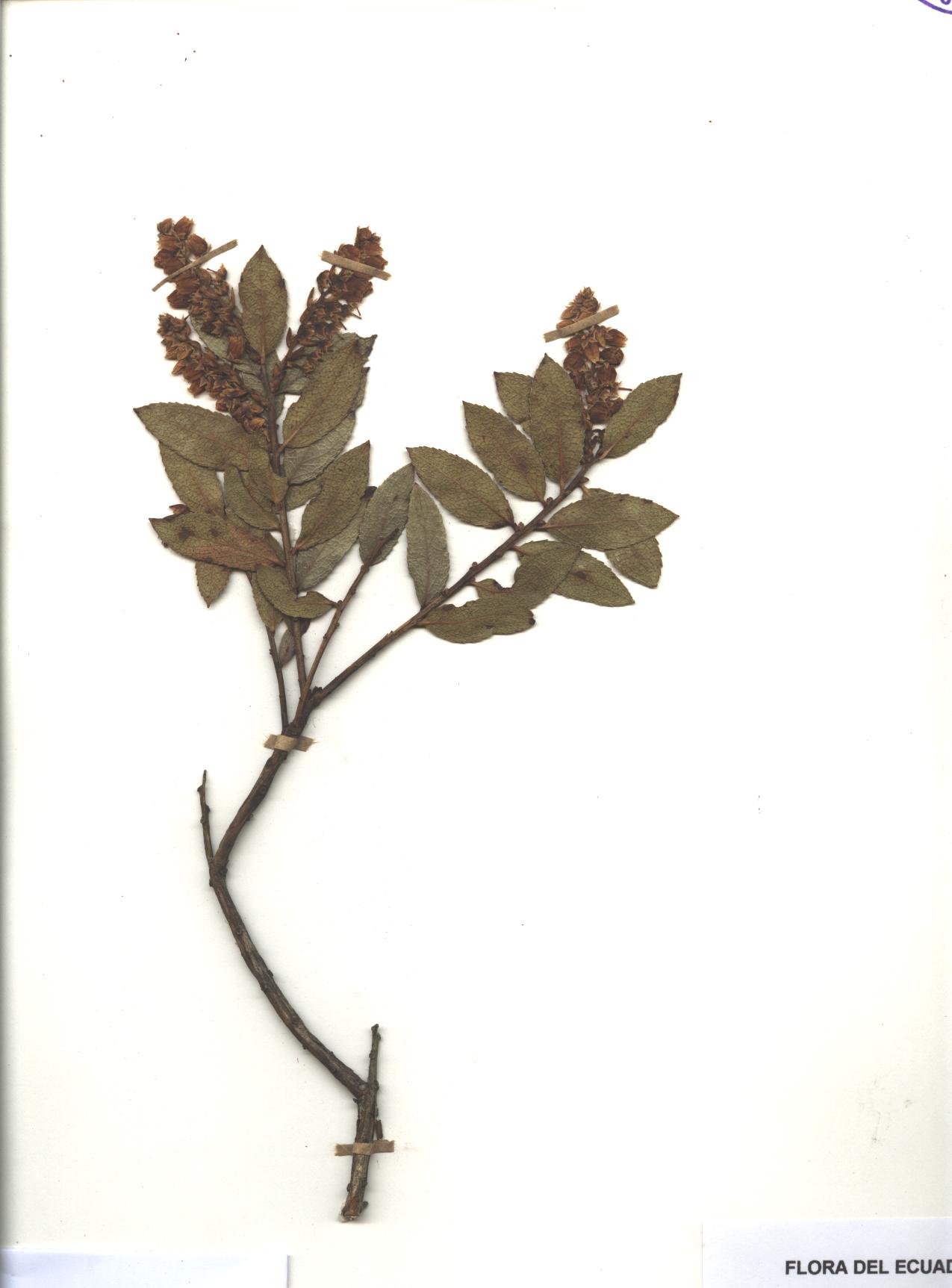 Gaultheria megalodonta A.C. Sm.