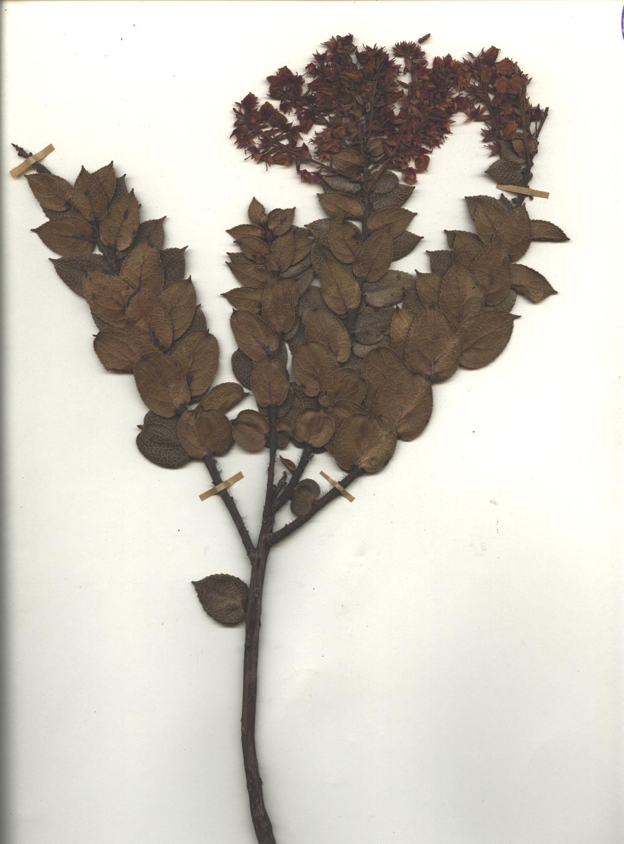 Gaultheria reticulata Kunth