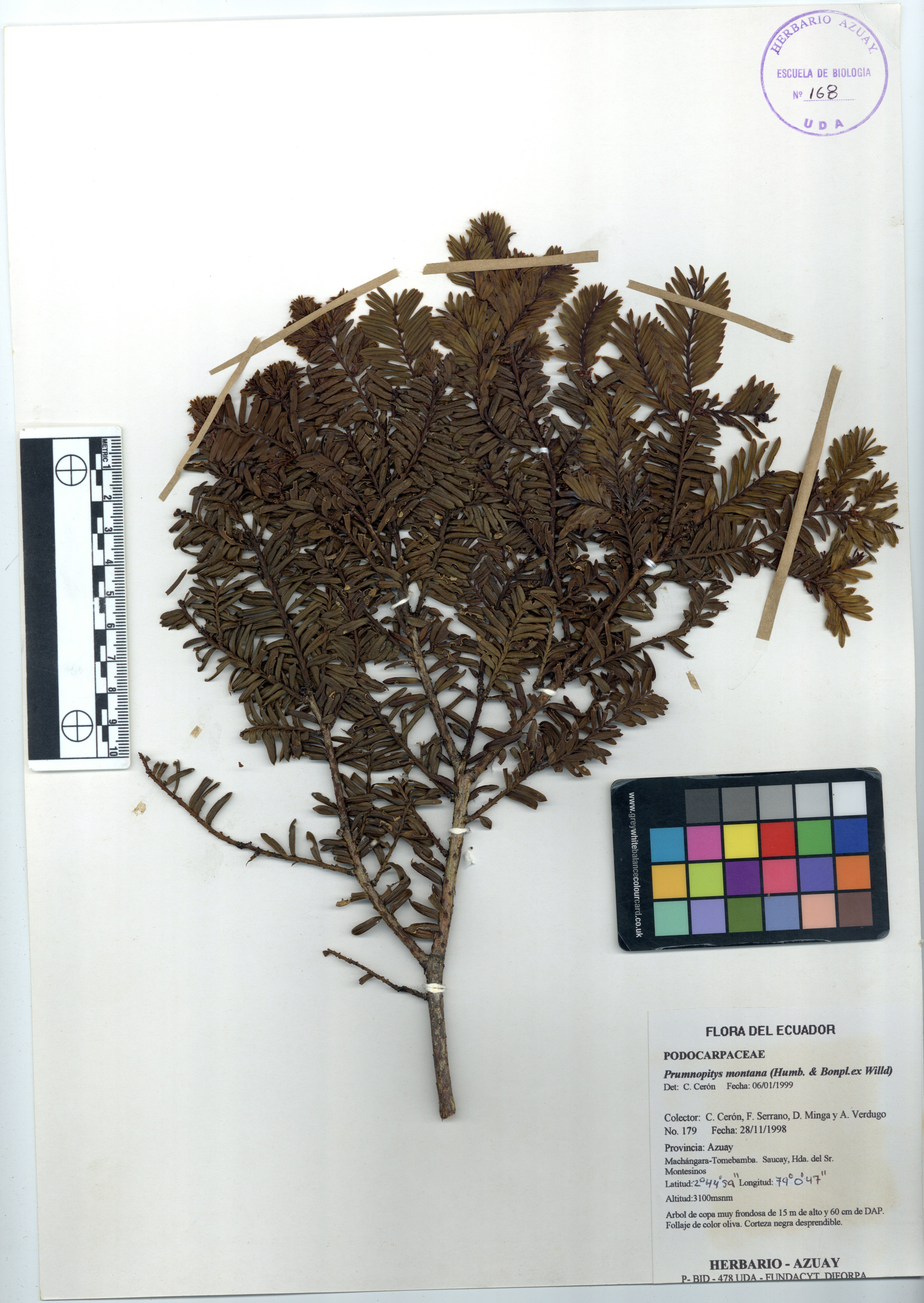 Prumnopitys montana (Humb. & Bonpl.ex Willd) de Laub.